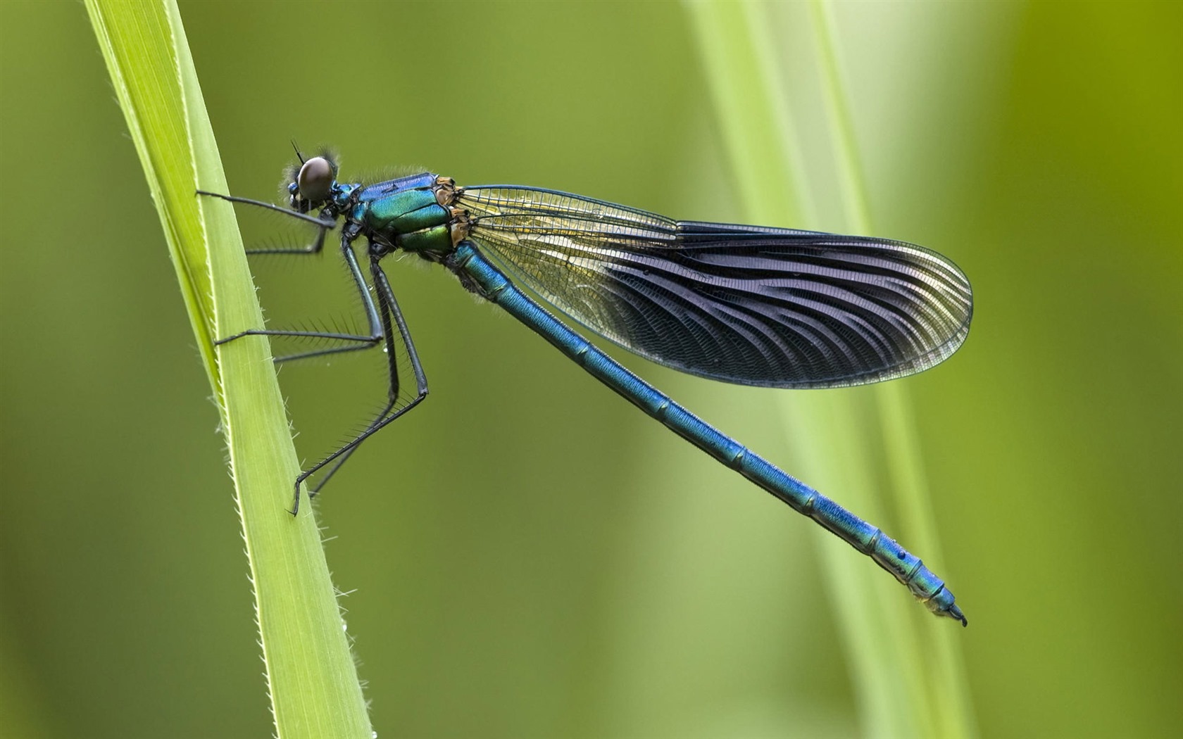 昆虫特写，蜻蜓高清壁纸30 - 1680x1050