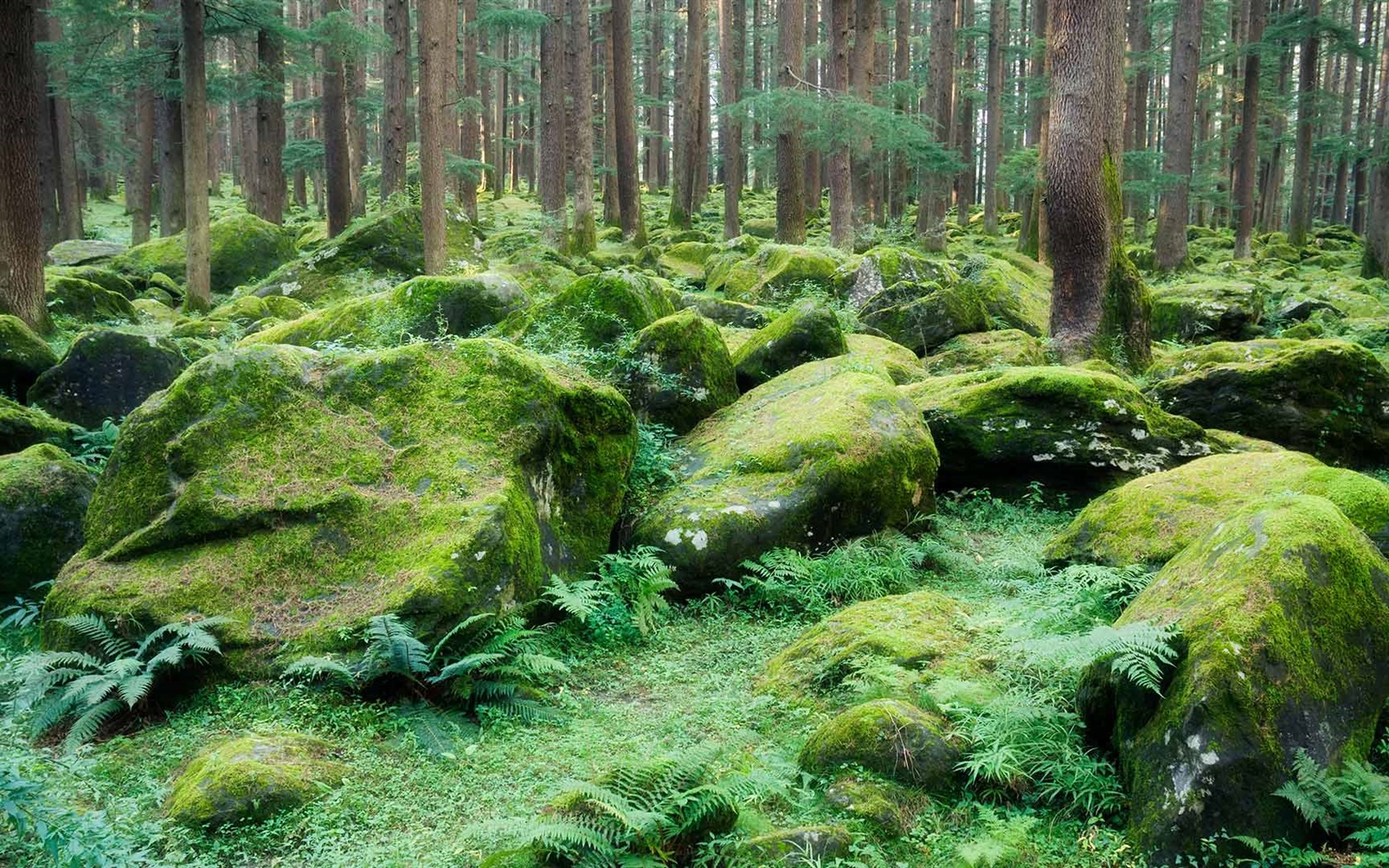 Června 2016 Bing téma HD tapety na plochu (2) #26 - 1680x1050