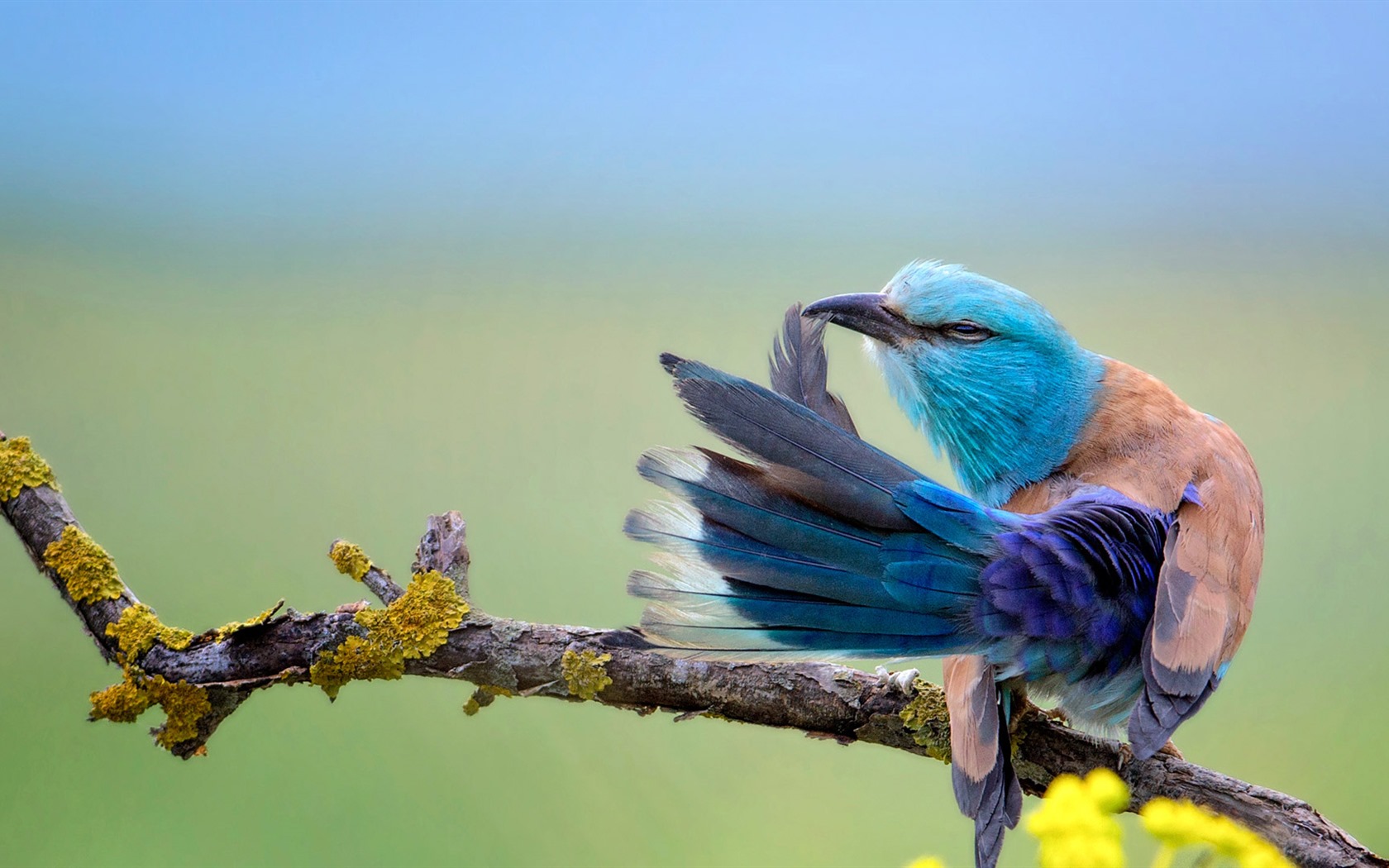 Července 2016 Bing téma HD tapety na plochu (2) #28 - 1680x1050
