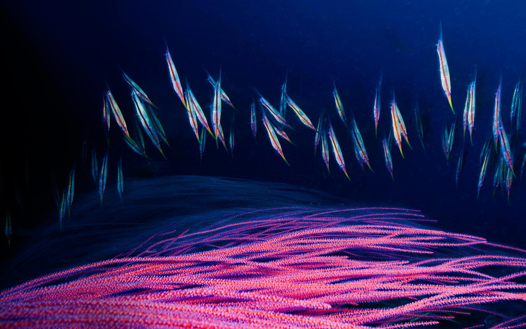 Září 2016 Bing téma HD tapety na plochu (1) #23 - 1680x1050