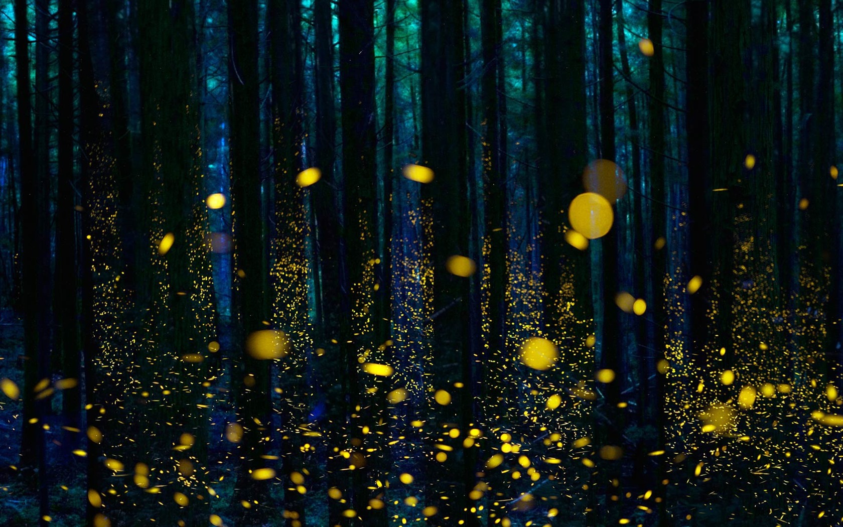 Leden 2017 Bing téma tapety s vysokým rozlišením (2) #10 - 1680x1050
