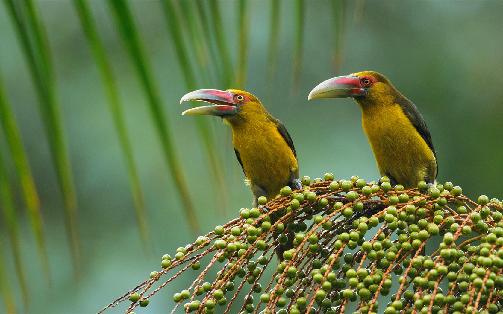 Febrero 2017 Bing tema de alta definición fondos de pantalla (1) #28 - 1680x1050