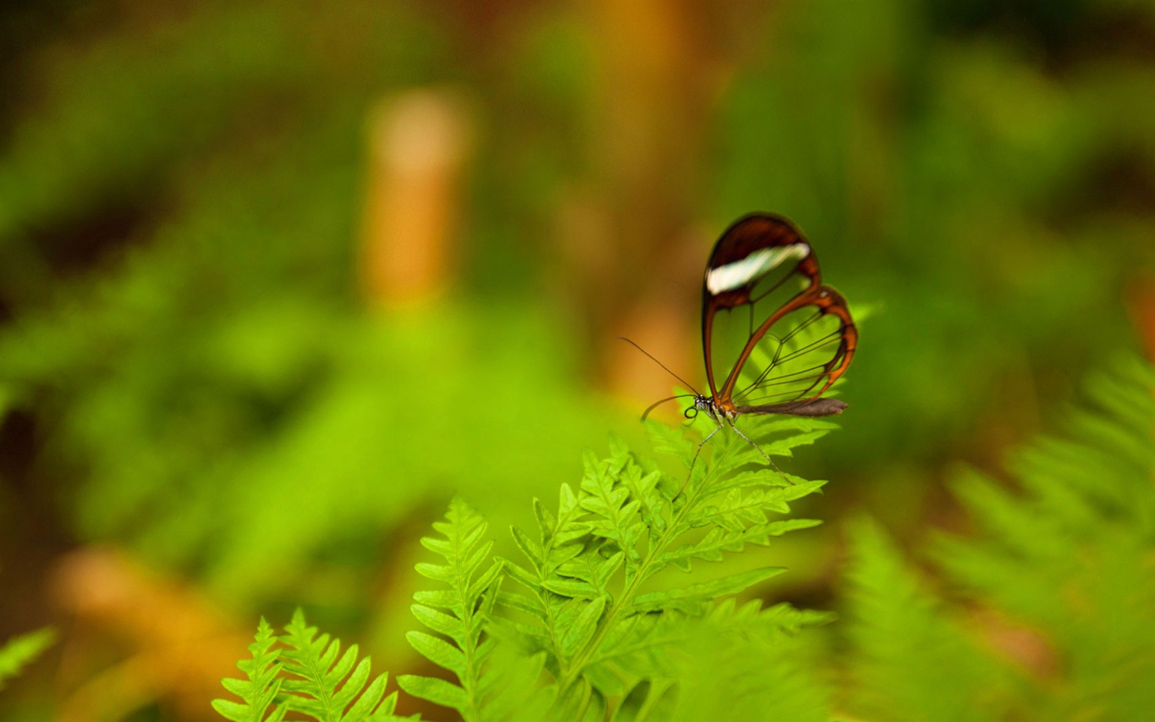 March 2017 Bing theme of high-definition wallpaper (1) #6 - 1680x1050
