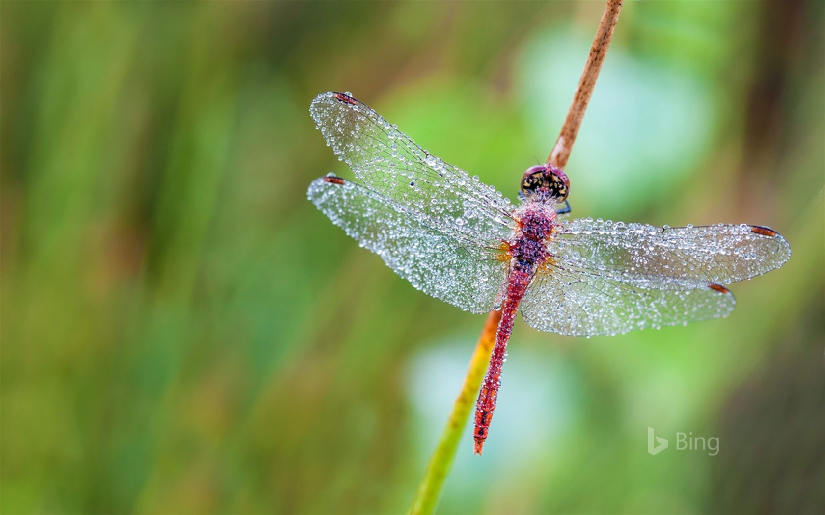 Juni 2017 Bing Thema von High-Definition-Hintergrundbild #16 - 1680x1050