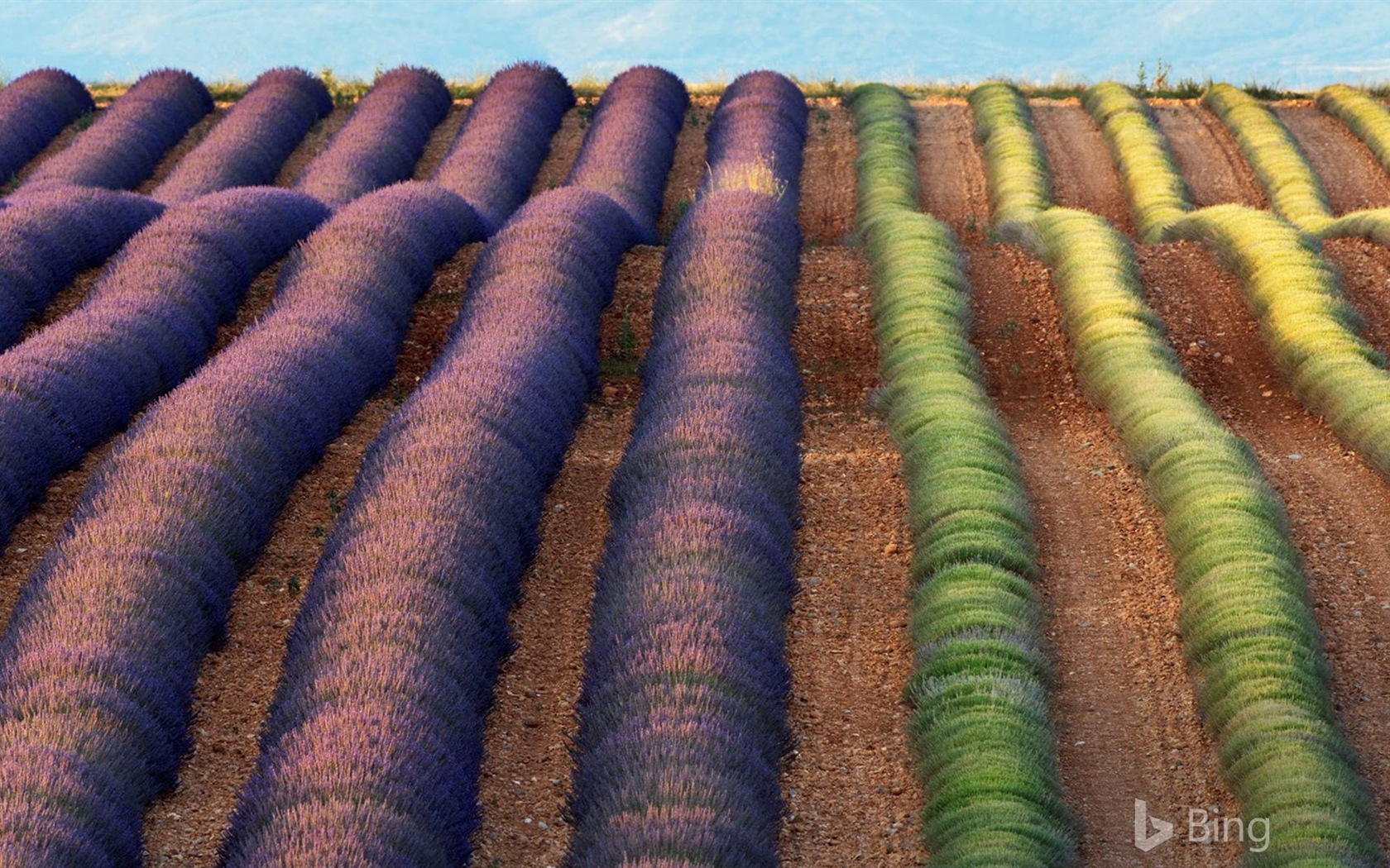 Srpen 2017 Bing téma Tapeta HD #4 - 1680x1050