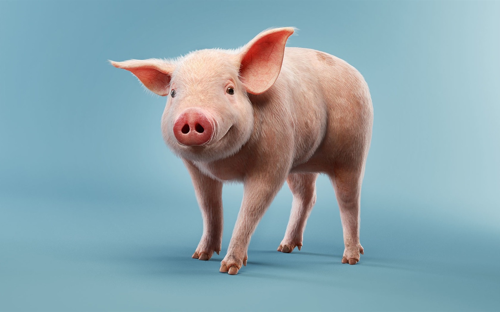 Année de porc sur porcs fonds d'écran HD #1 - 1680x1050