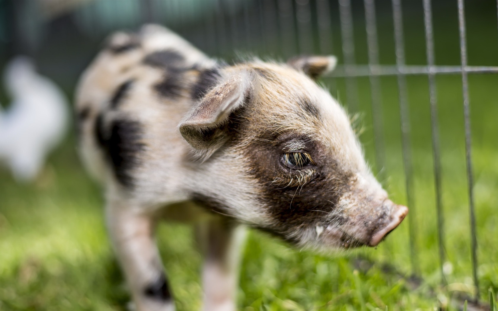 Schweinejahr über Schweine HD-Tapeten #13 - 1680x1050