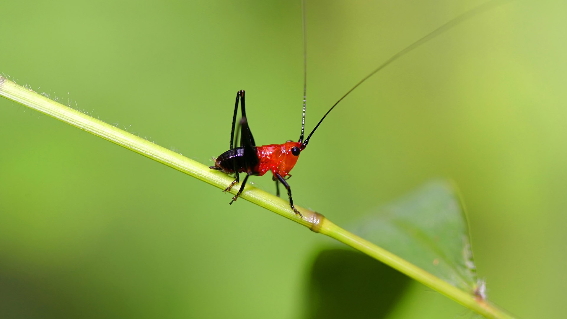 Papel tapiz de insectos # - 1920x1080