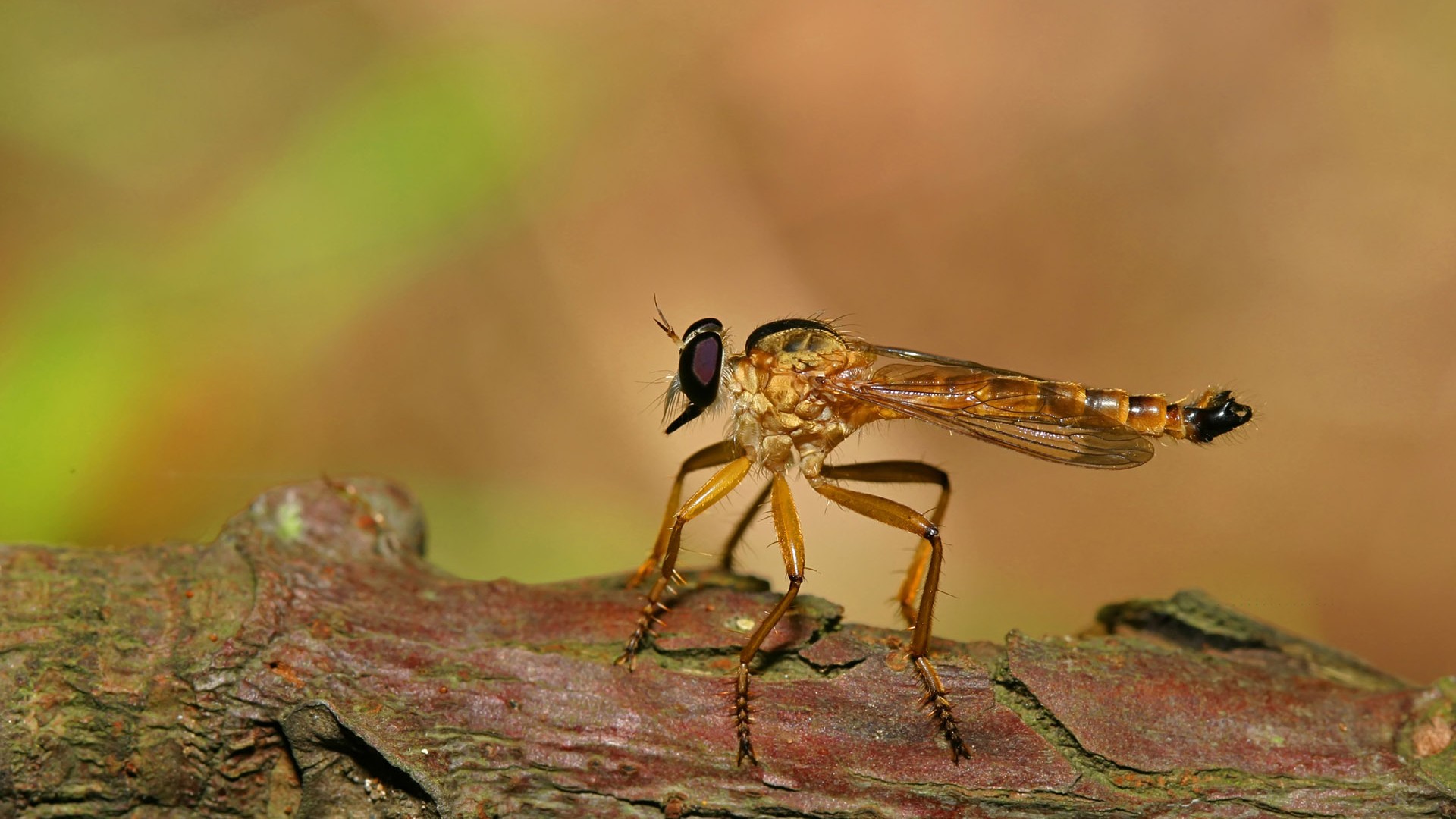 Papier peint des insectes # - 1920x1080