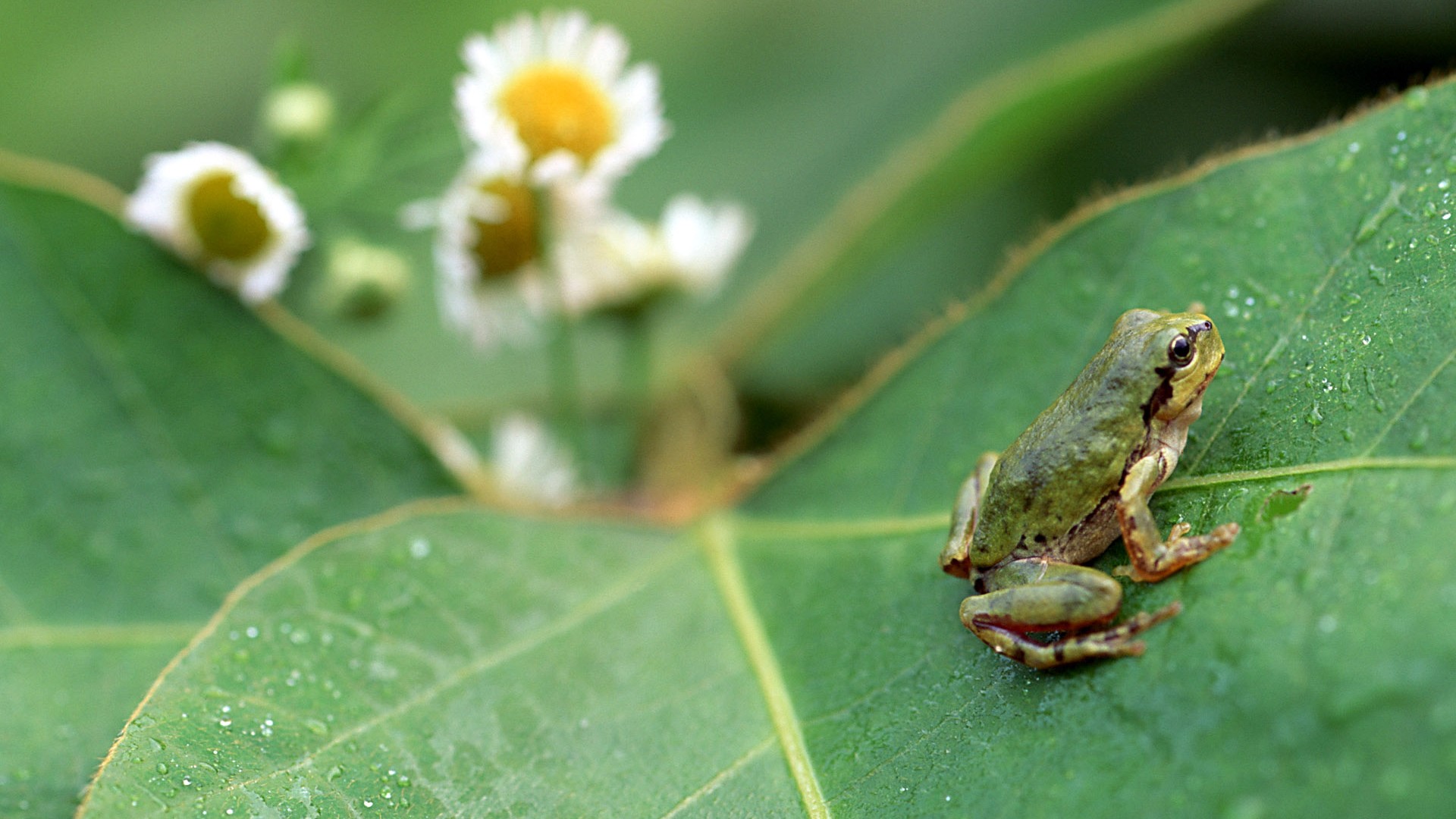 Papier peint des insectes # - 1920x1080