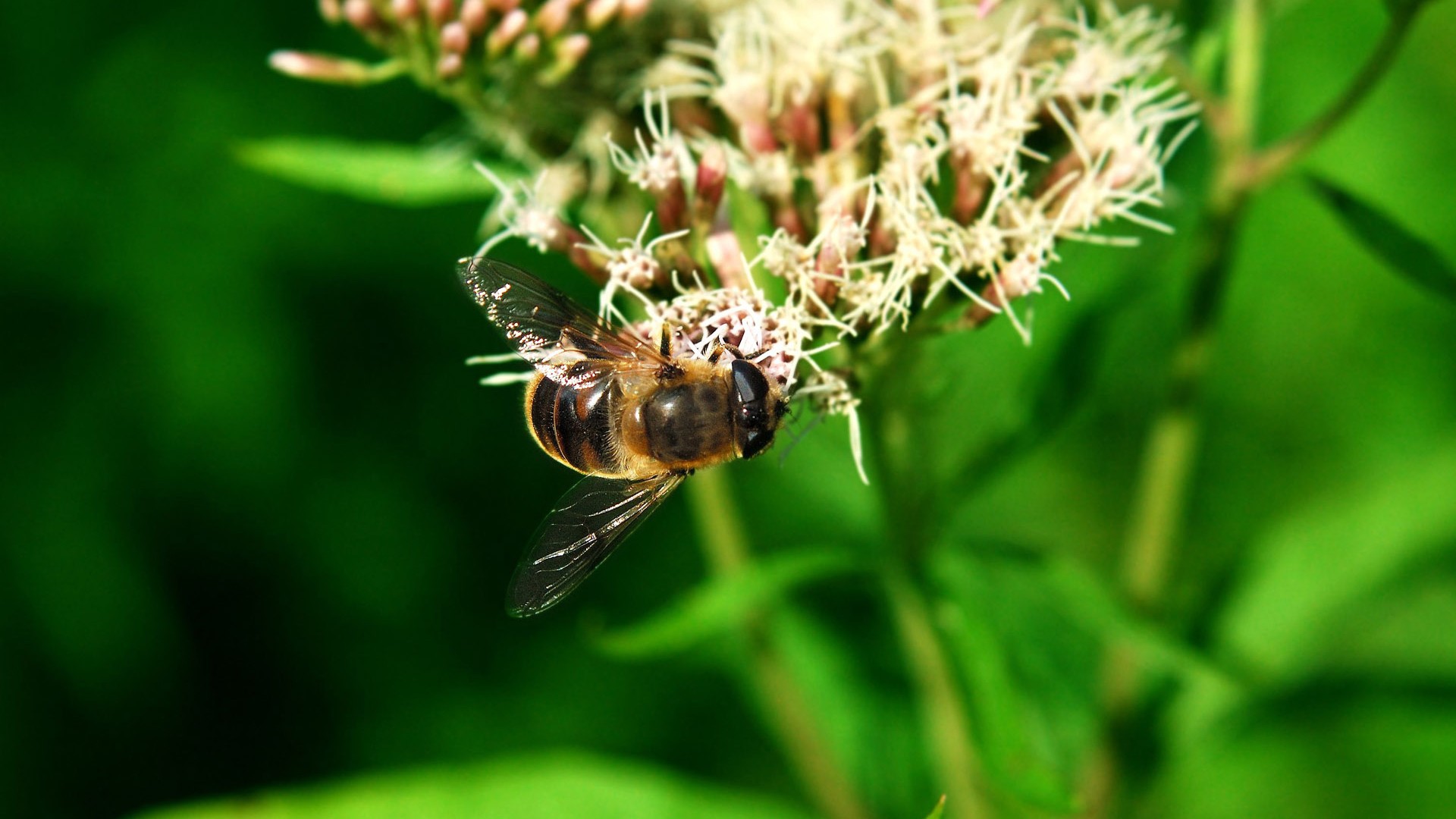 Love Bee Flower wallpaper (2) #1 - 1920x1080