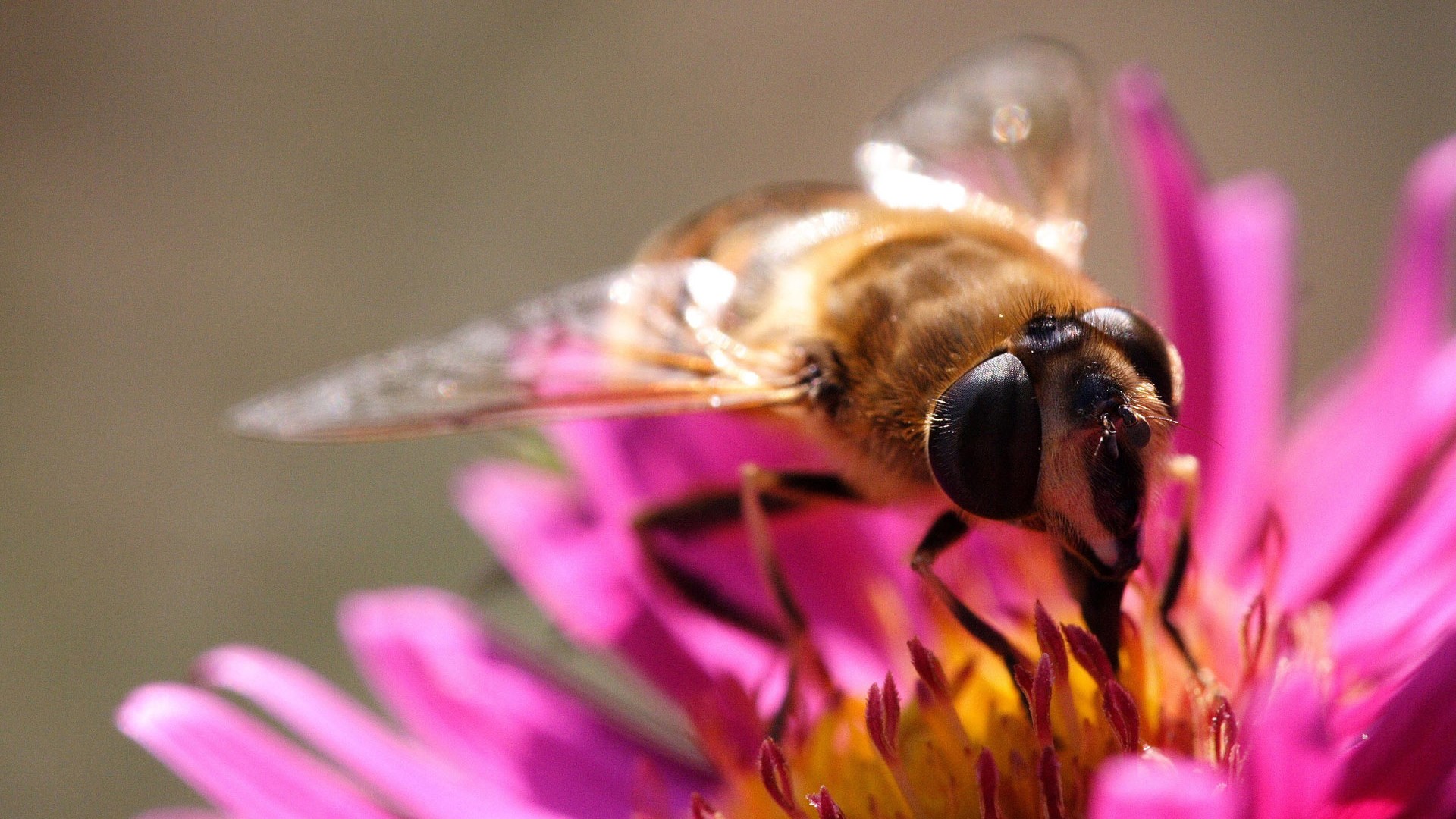 Amor Abeja Flor fondo de pantalla (2) #5 - 1920x1080