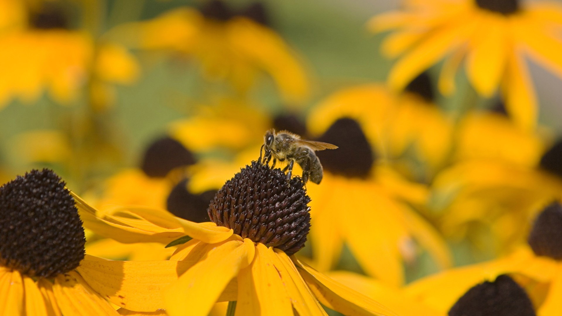 Love Bee Flower wallpaper (2) #8 - 1920x1080