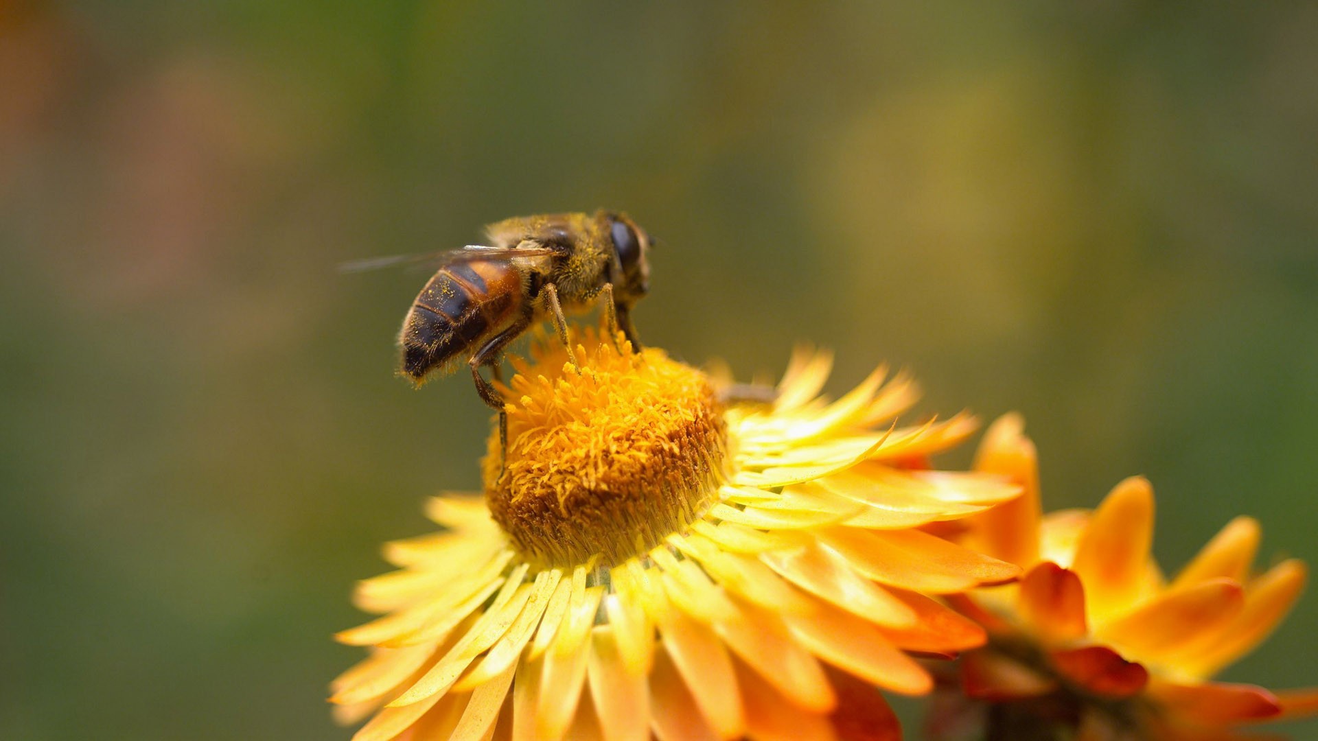 Love Bee Flower wallpaper (2) #13 - 1920x1080