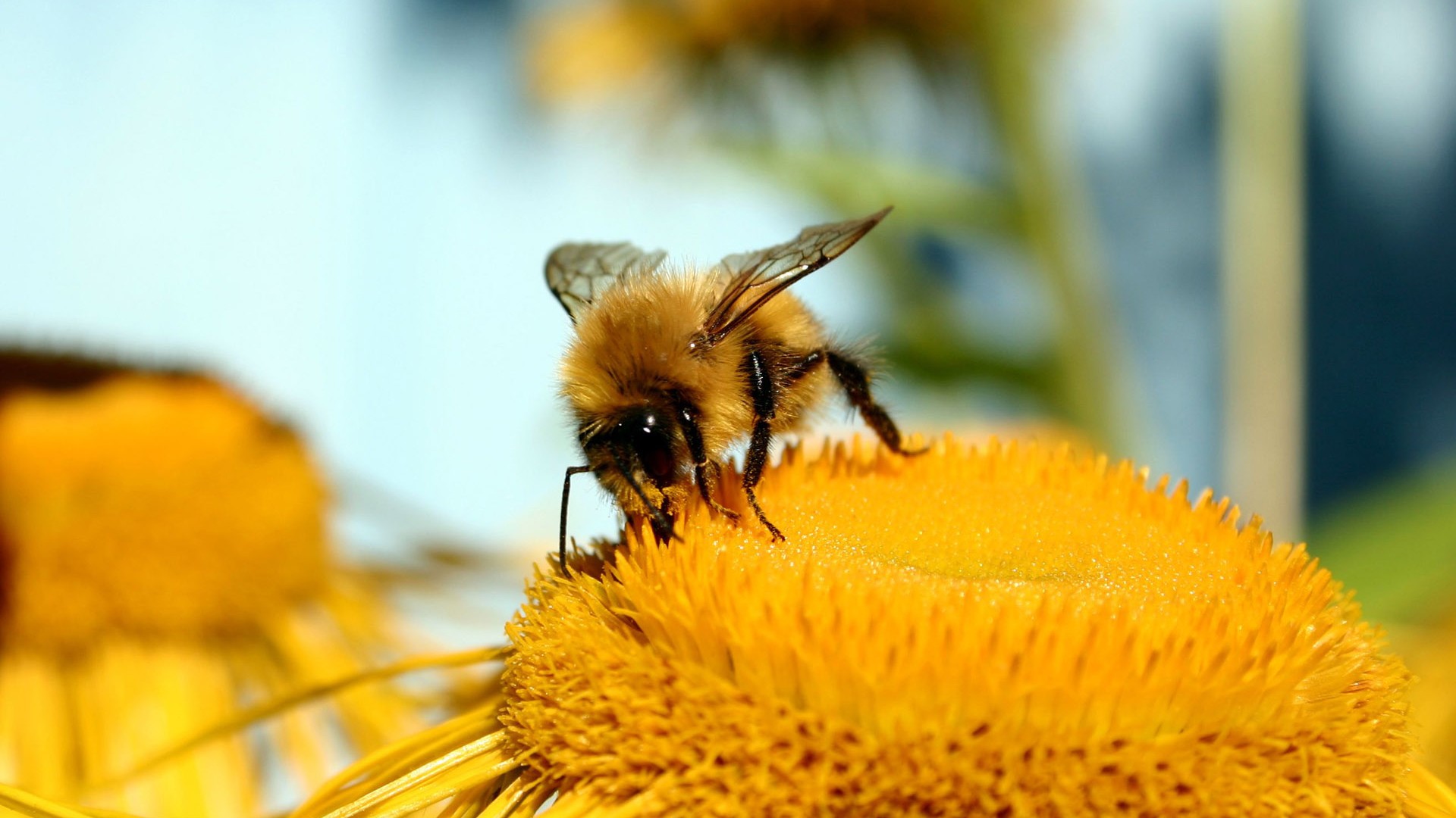 Love Bee Flower wallpaper (2) #15 - 1920x1080