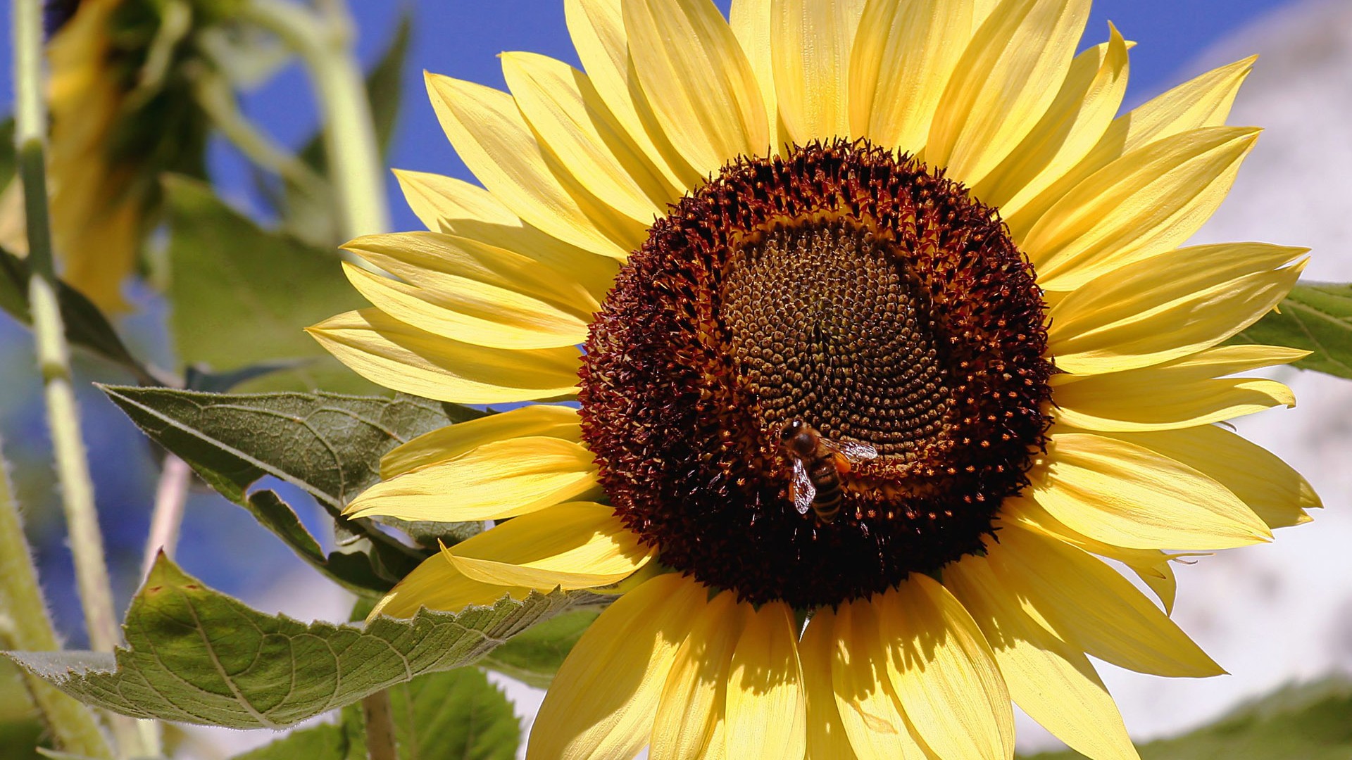 Love Bee Flower wallpaper (2) #19 - 1920x1080