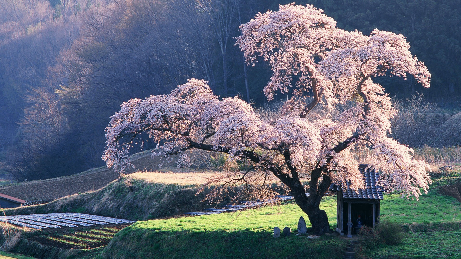 Windows7 官方壁紙 #2 - 1920x1080