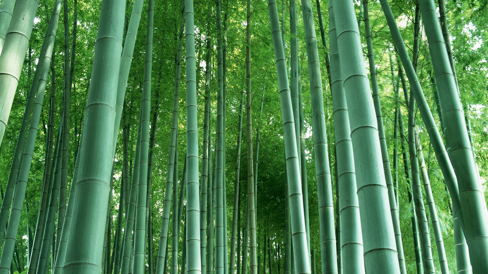 Papel tapiz verde de bambú #3 - 1920x1080