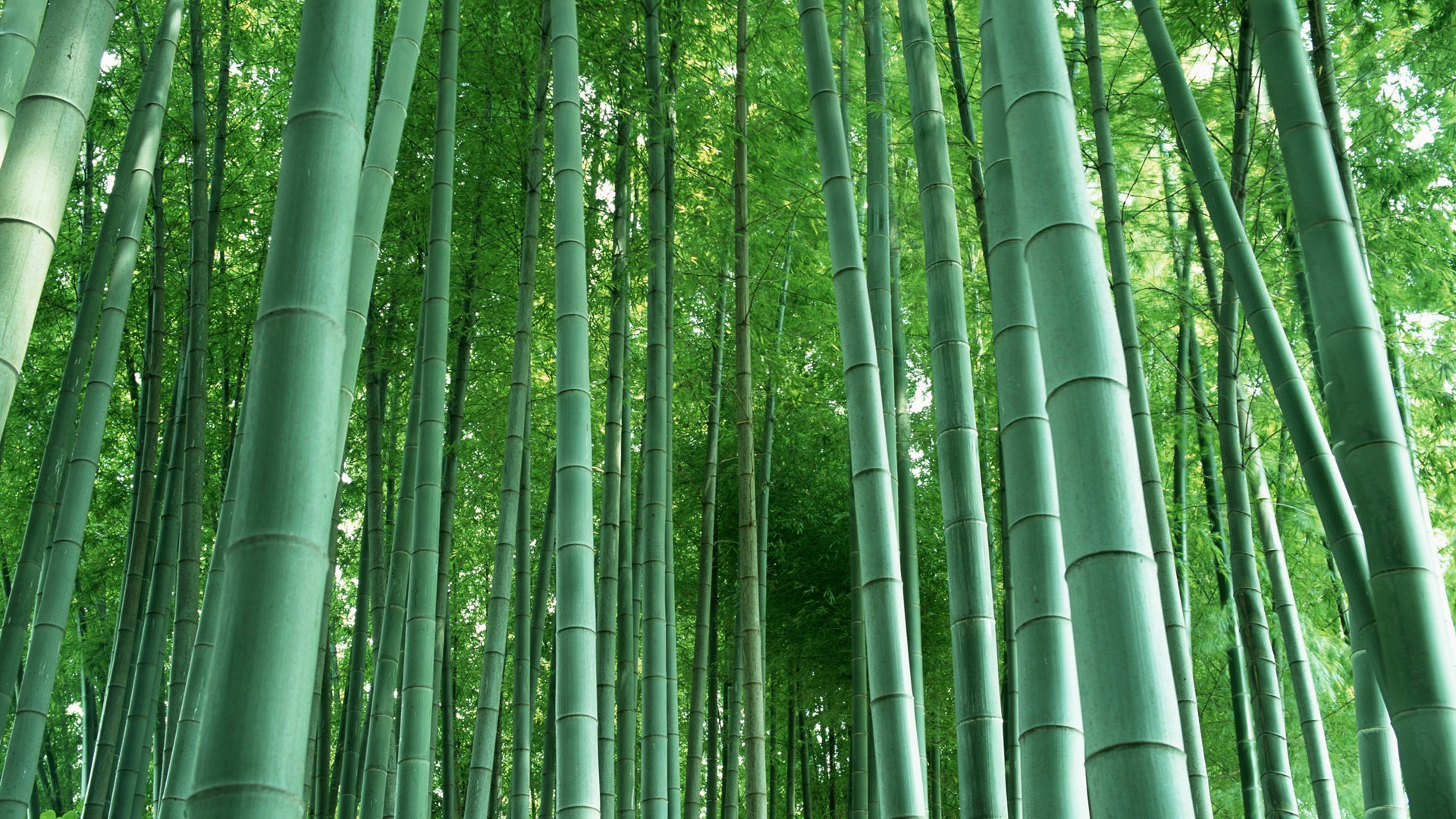 Green bamboo wallpaper #3 - 1920x1080