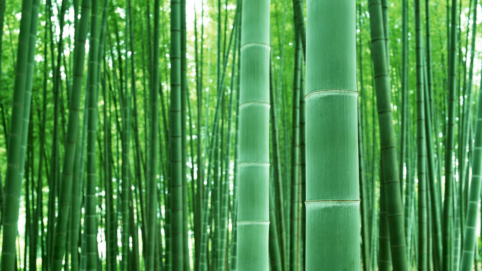 Green bamboo wallpaper #4 - 1920x1080