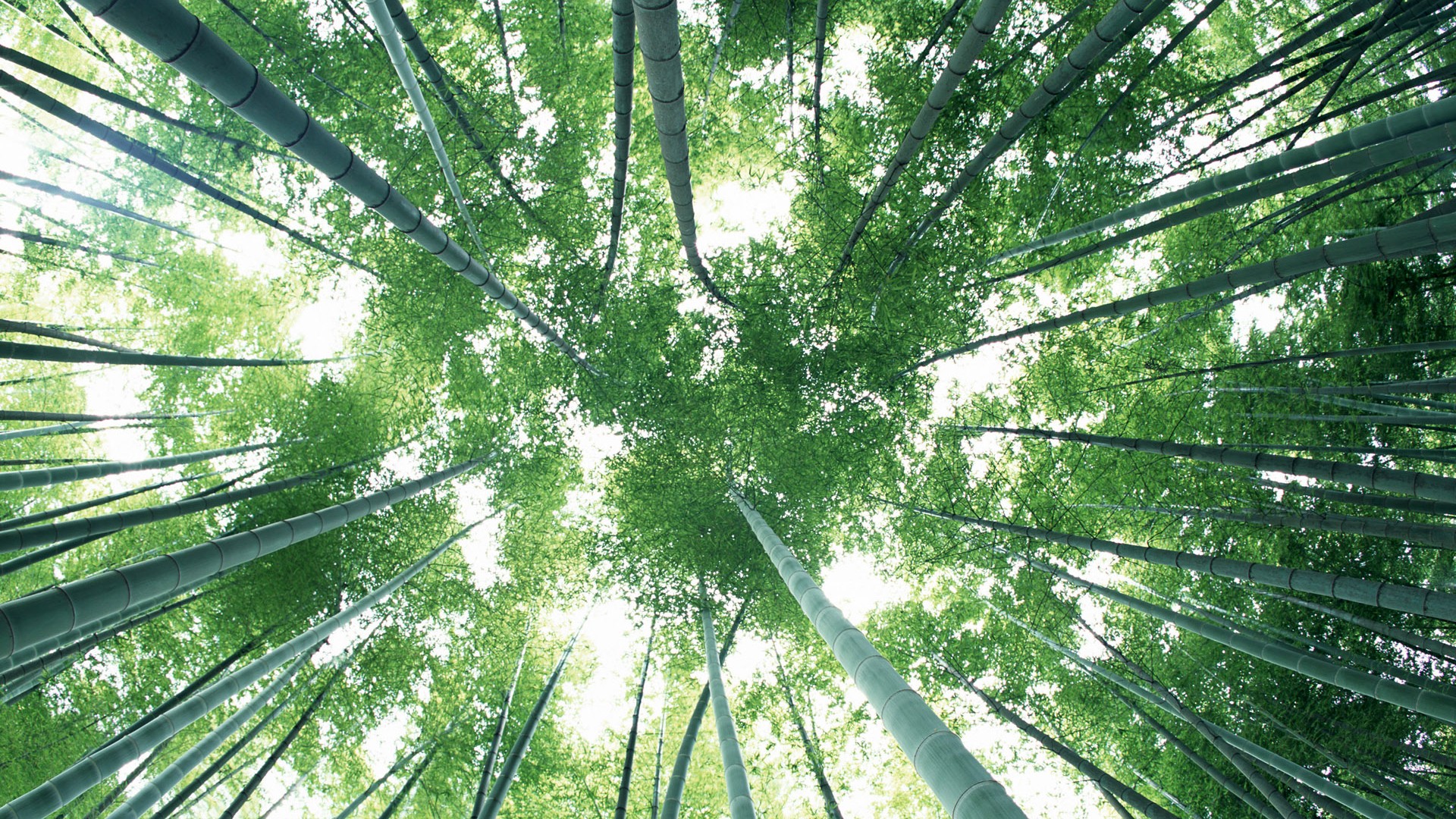 Green bamboo wallpaper #8 - 1920x1080