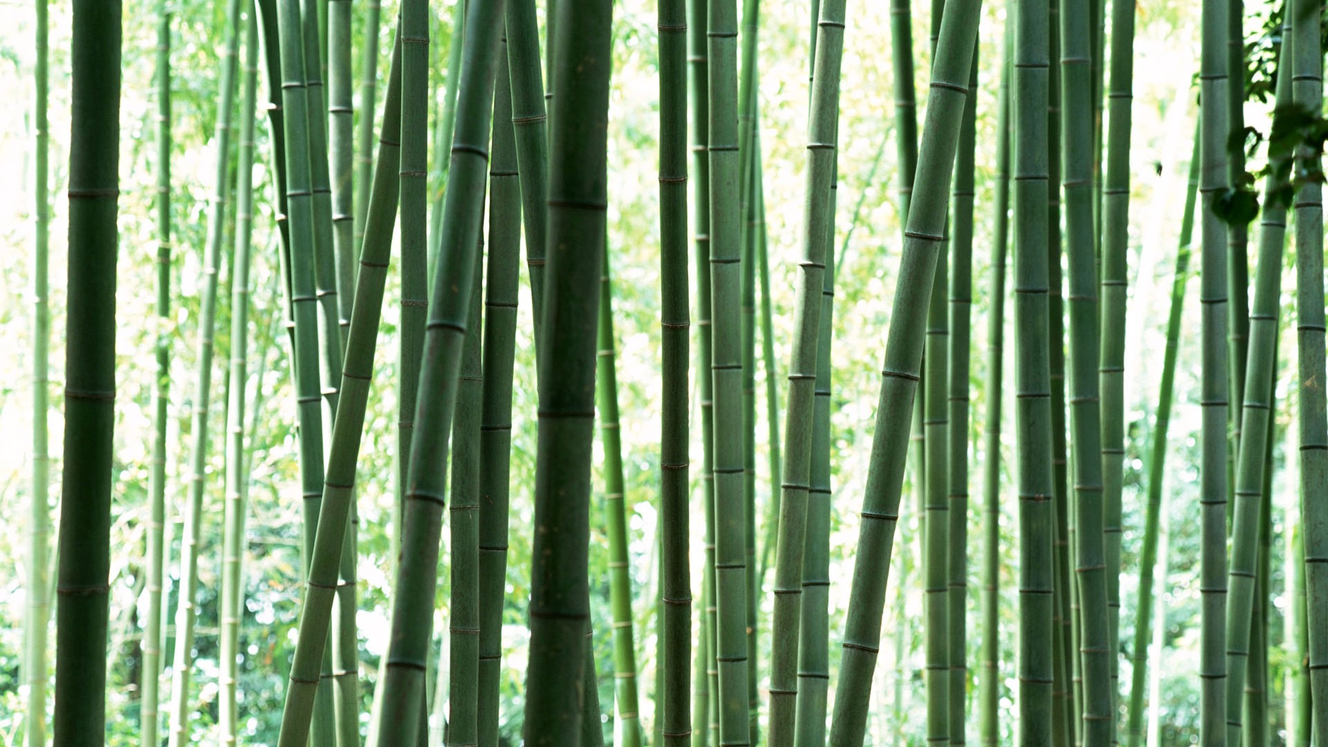 Papel tapiz verde de bambú #12 - 1920x1080
