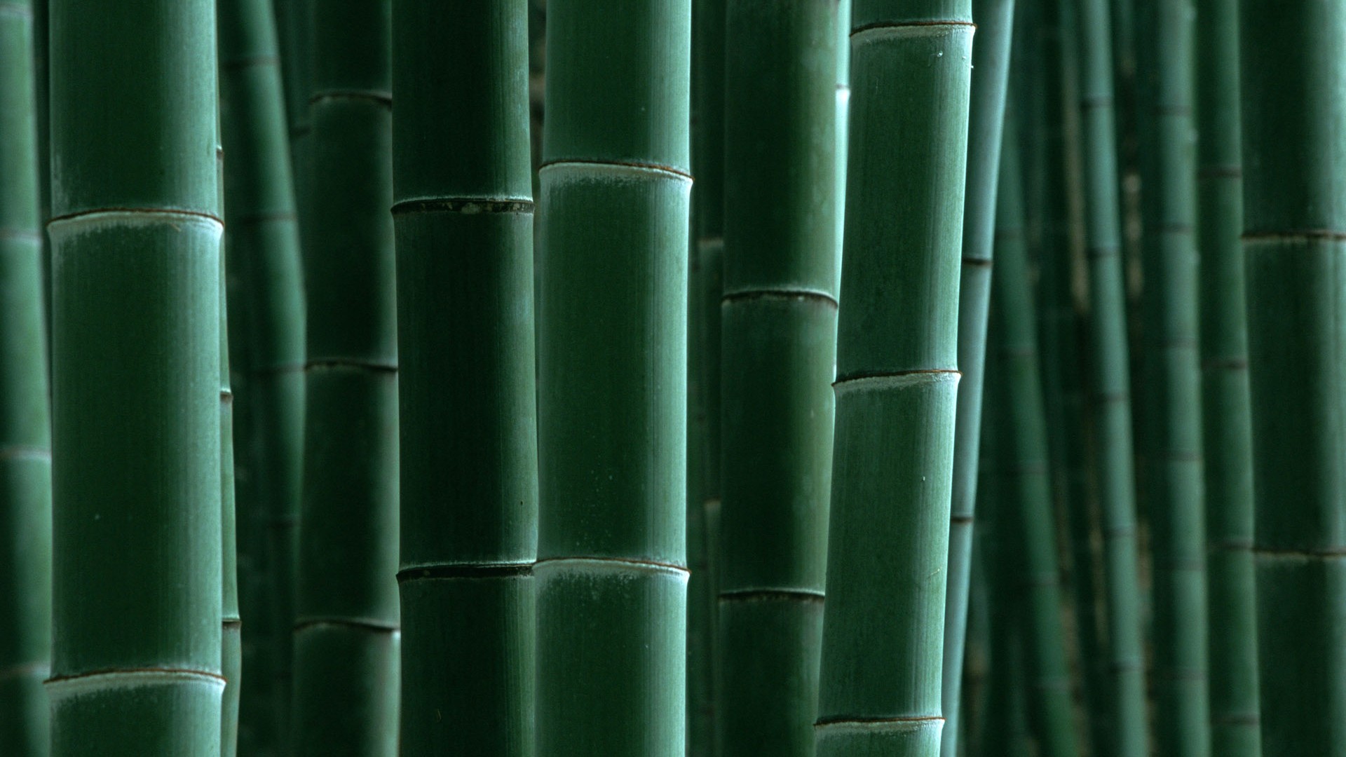 Papel tapiz verde de bambú #16 - 1920x1080