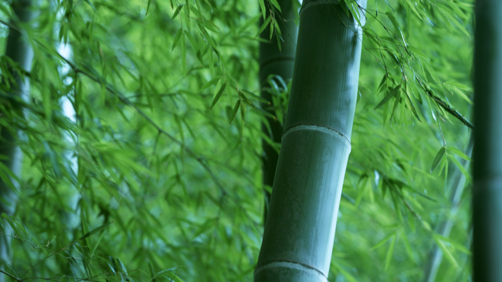 Zelená bambusové tapety #19 - 1920x1080