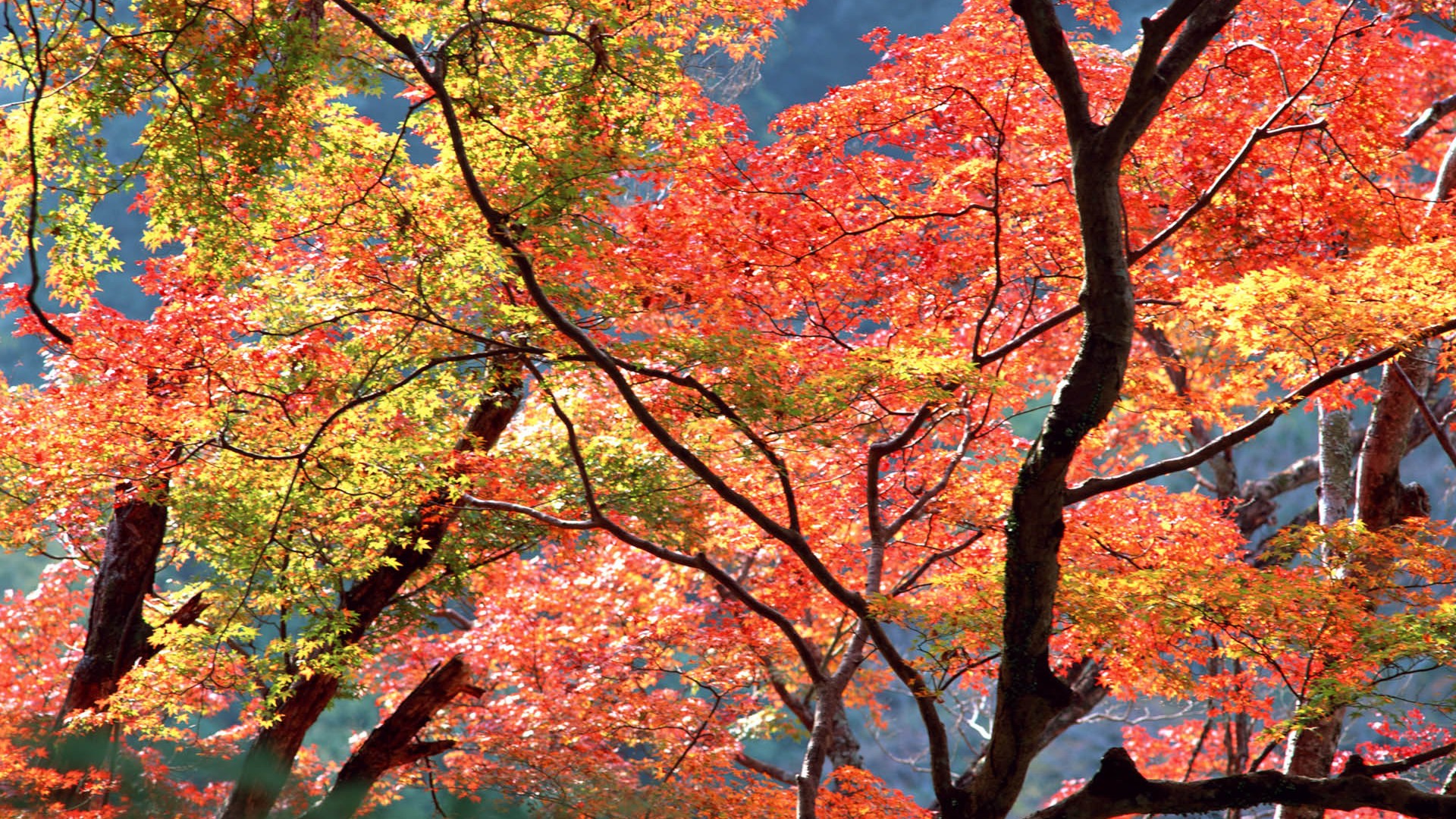 红叶高清壁纸专辑1 - 1920x1080