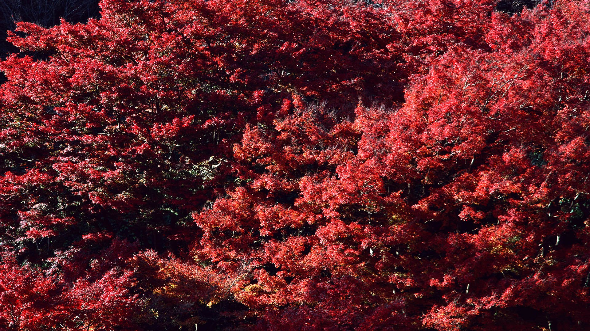 紅葉高清壁紙專輯 #7 - 1920x1080