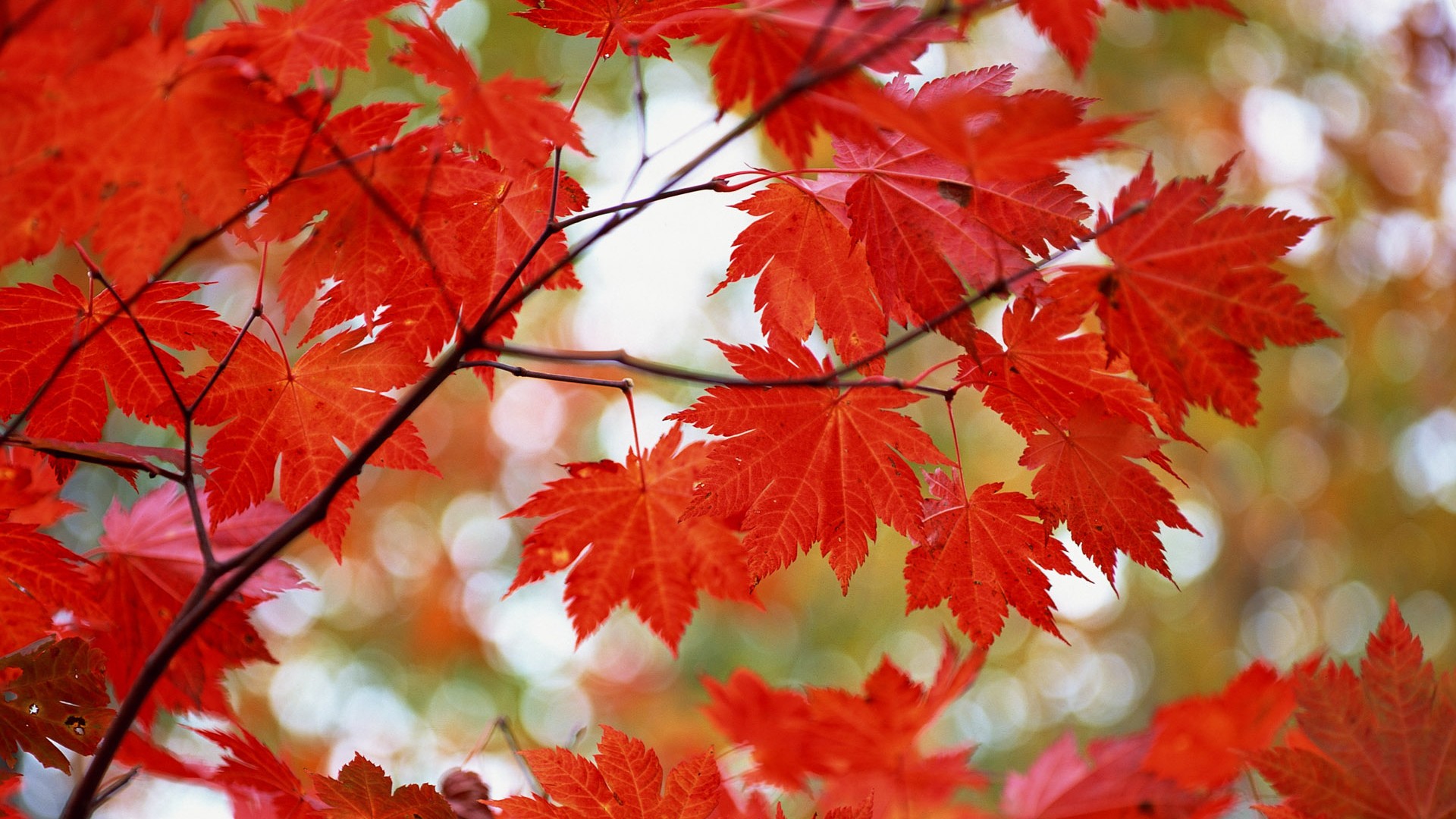 紅葉高清壁紙專輯 #8 - 1920x1080