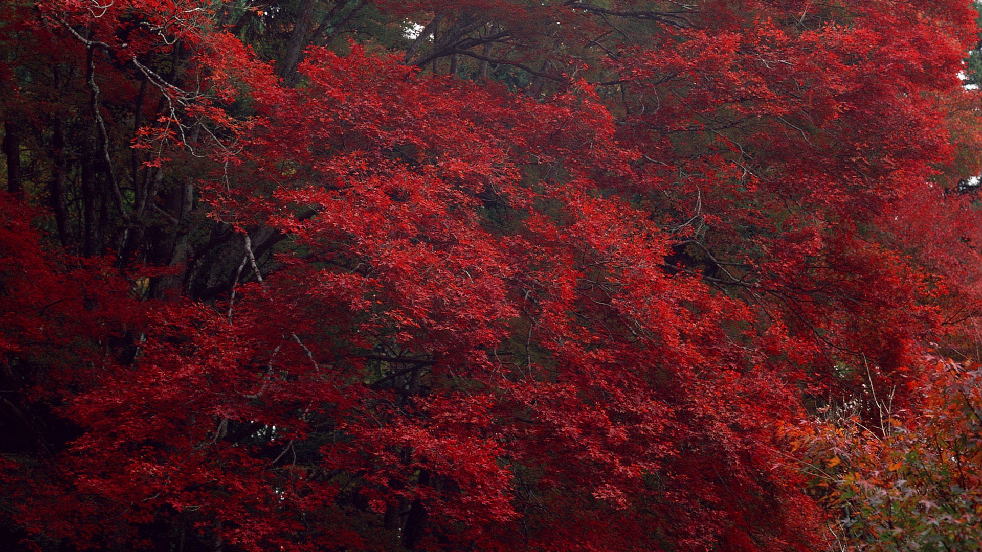 紅葉高清壁紙專輯 #11 - 1920x1080