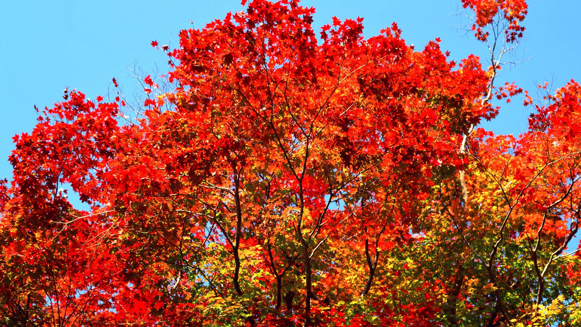 紅葉高清壁紙專輯 #13 - 1920x1080