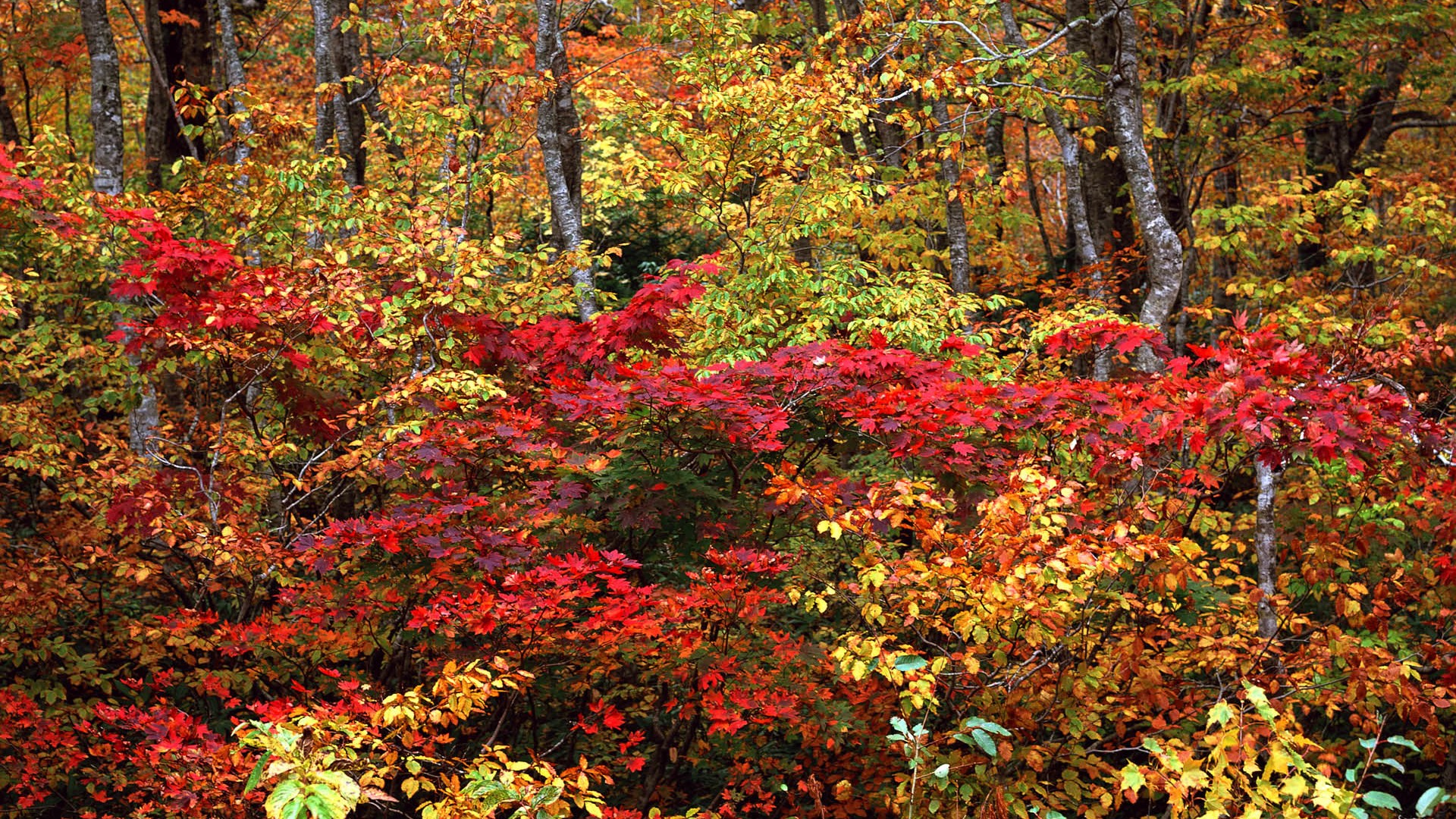 紅葉高清壁紙專輯 #15 - 1920x1080