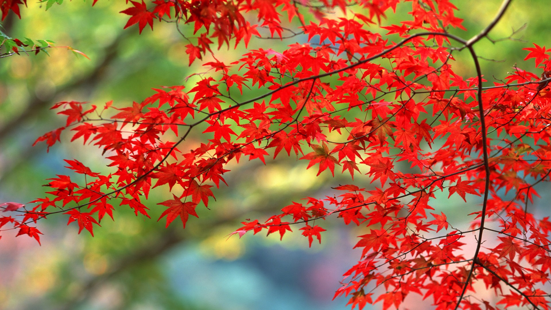 Leaves HD Wallpapers Album #17 - 1920x1080