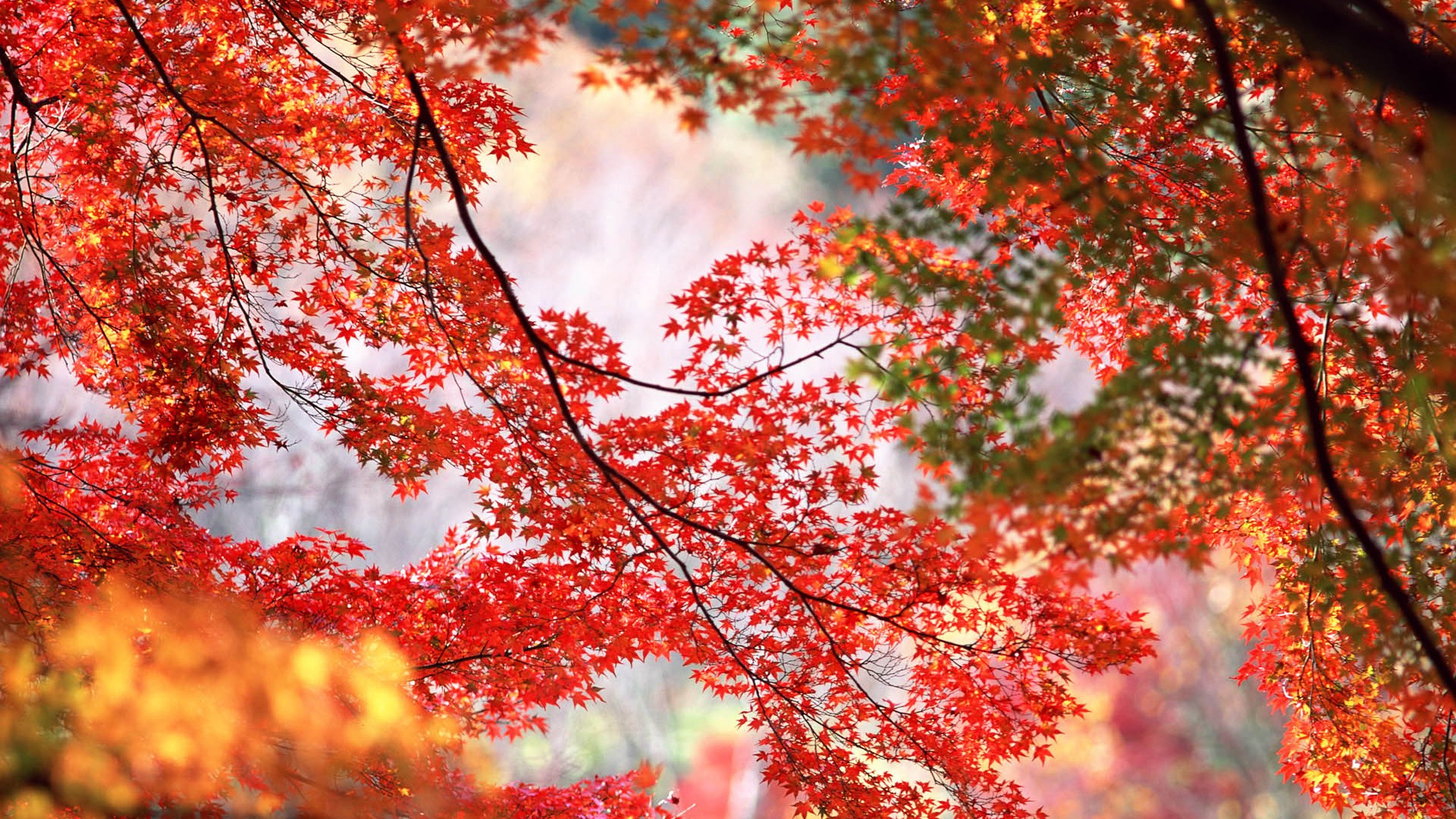 紅葉高清壁紙專輯 #21 - 1920x1080