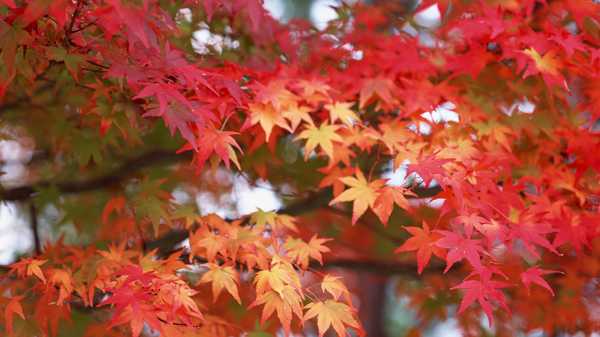 Leaves HD Wallpapers Album #22 - 1920x1080