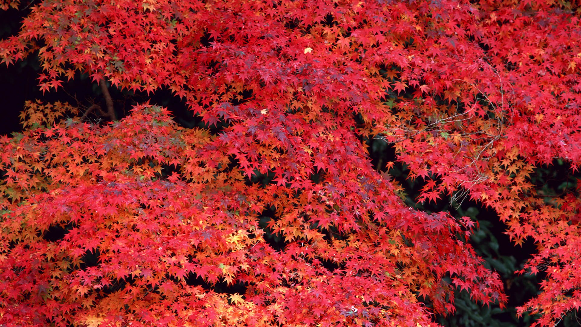 紅葉高清壁紙專輯 #24 - 1920x1080