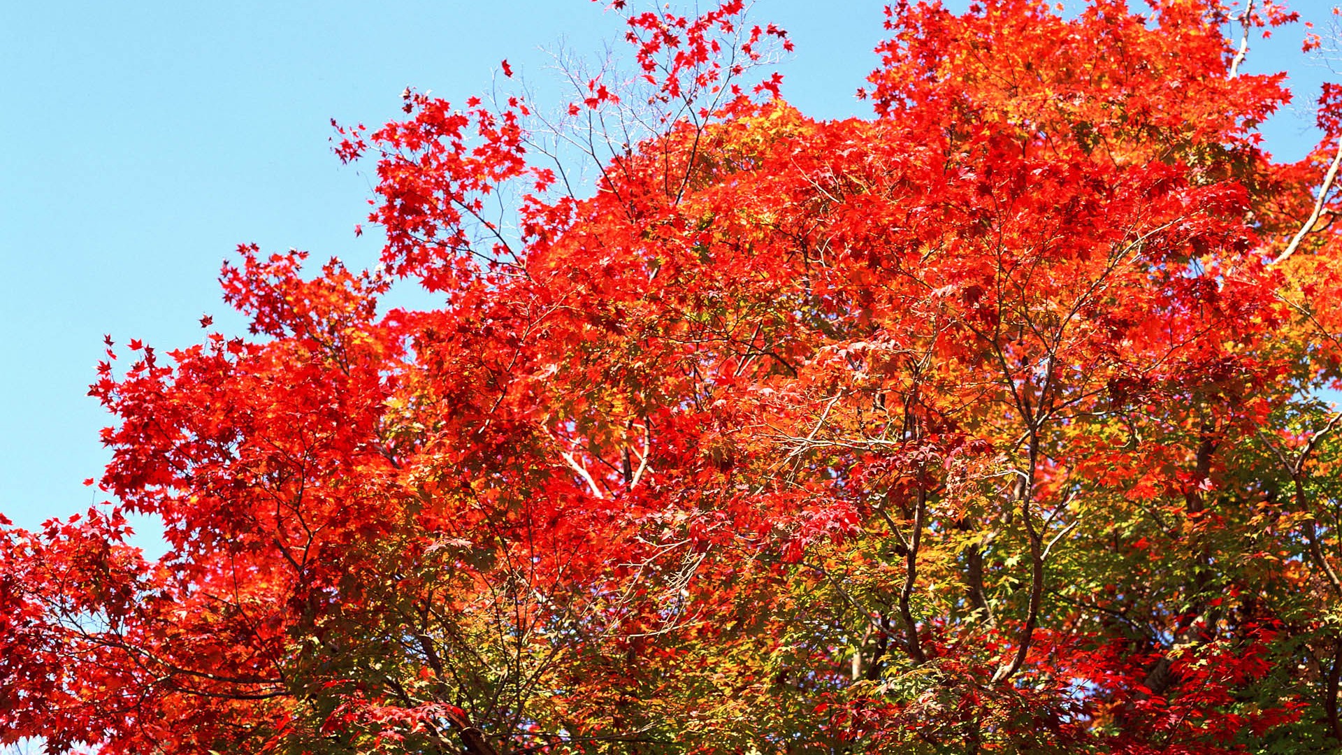 紅葉高清壁紙專輯 #25 - 1920x1080