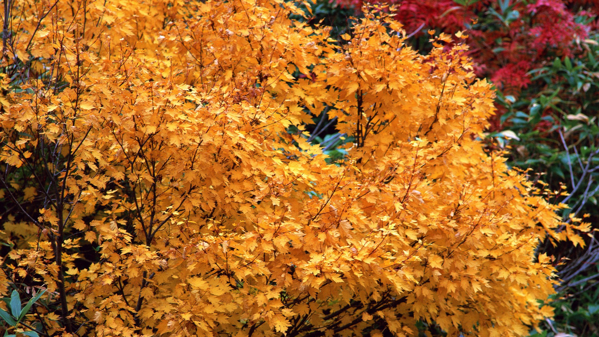 紅葉高清壁紙專輯 #31 - 1920x1080