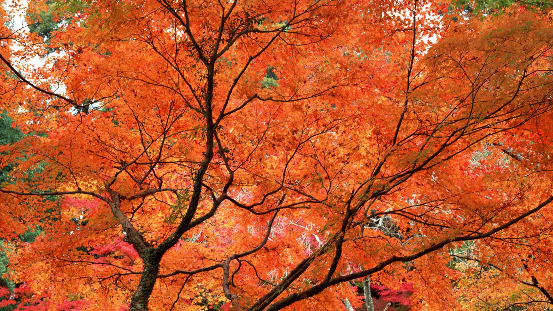 Leaves HD Wallpapers Album #35 - 1920x1080