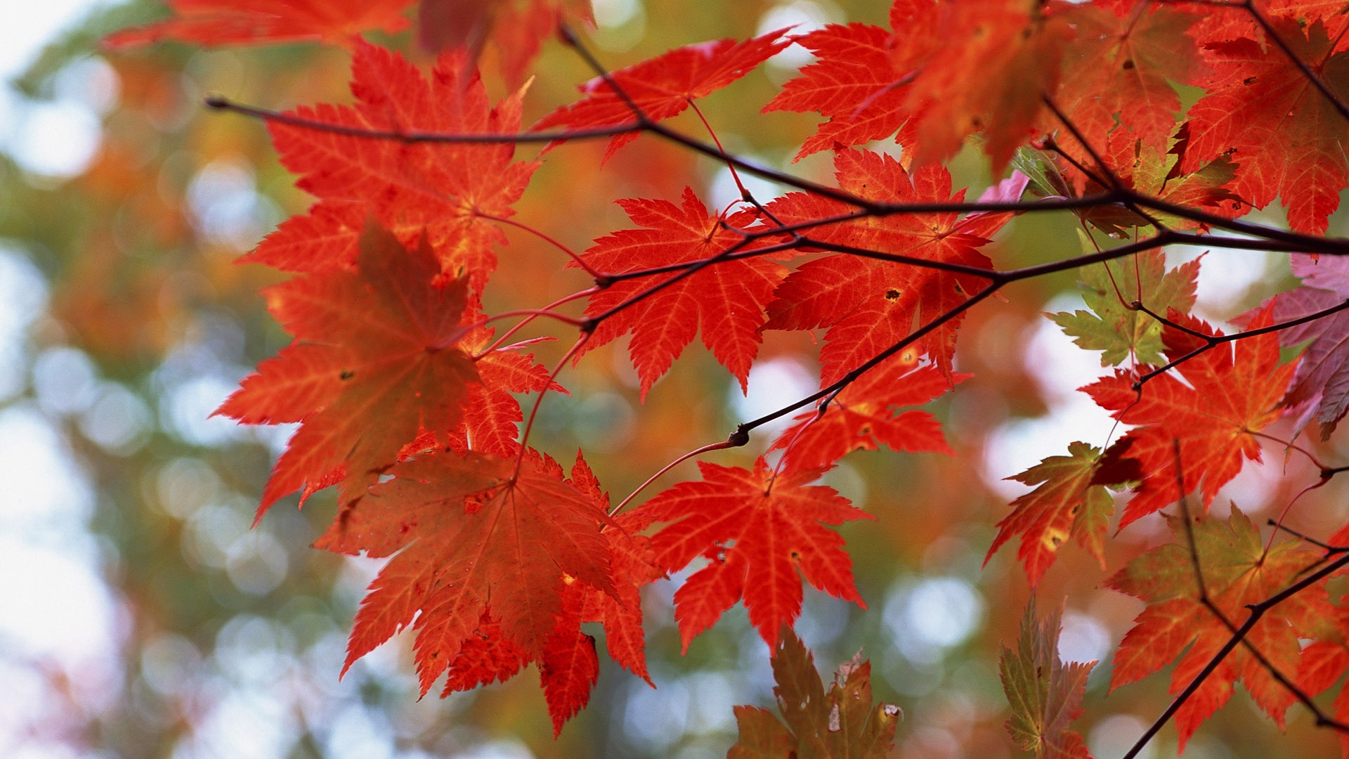 Leaves HD Wallpapers Album #36 - 1920x1080