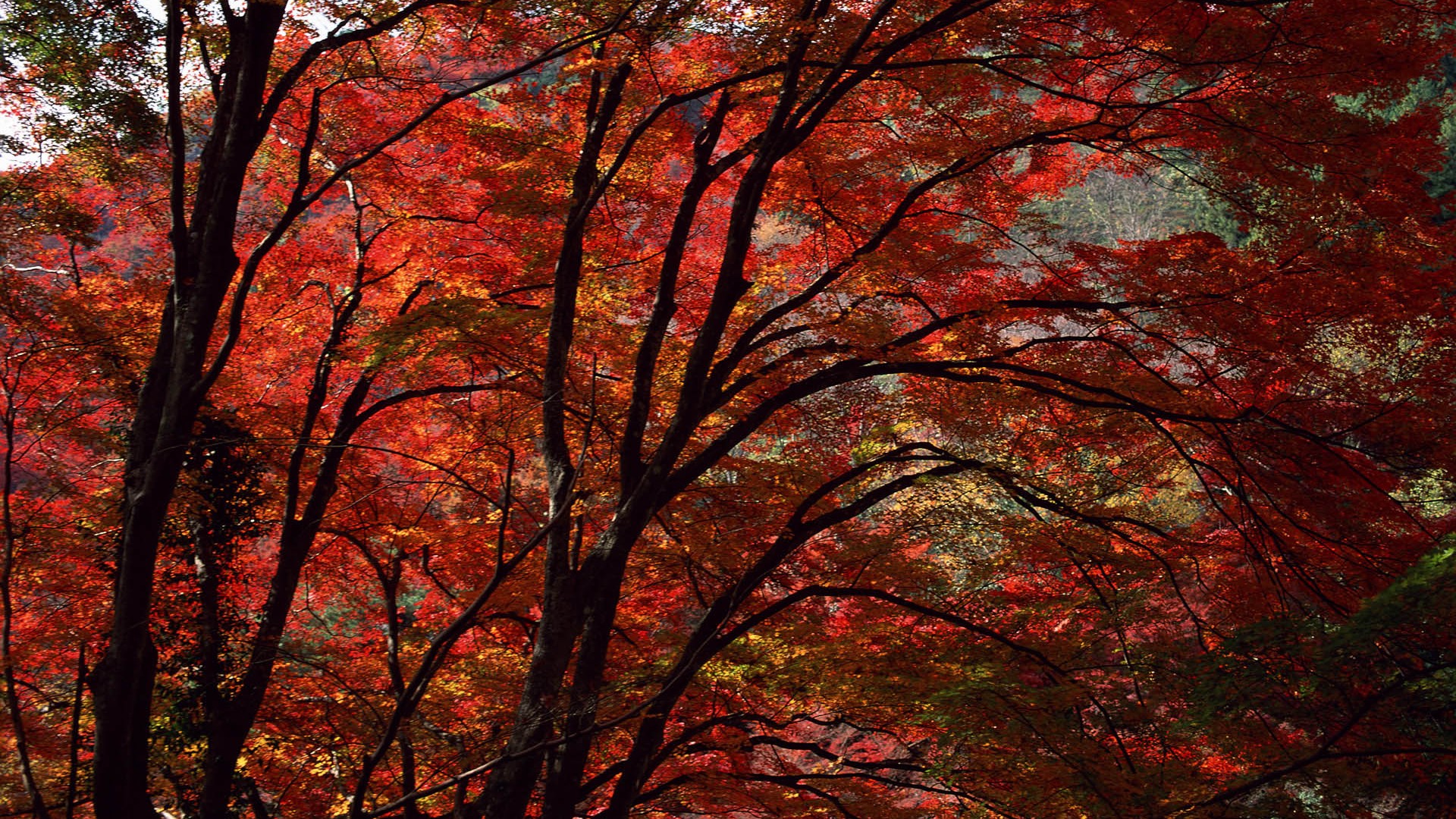 红叶高清壁纸专辑38 - 1920x1080