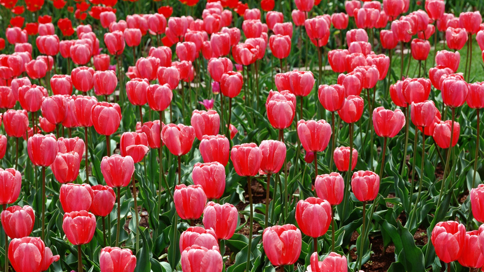 Tulip HD Tapety Album #12 - 1920x1080