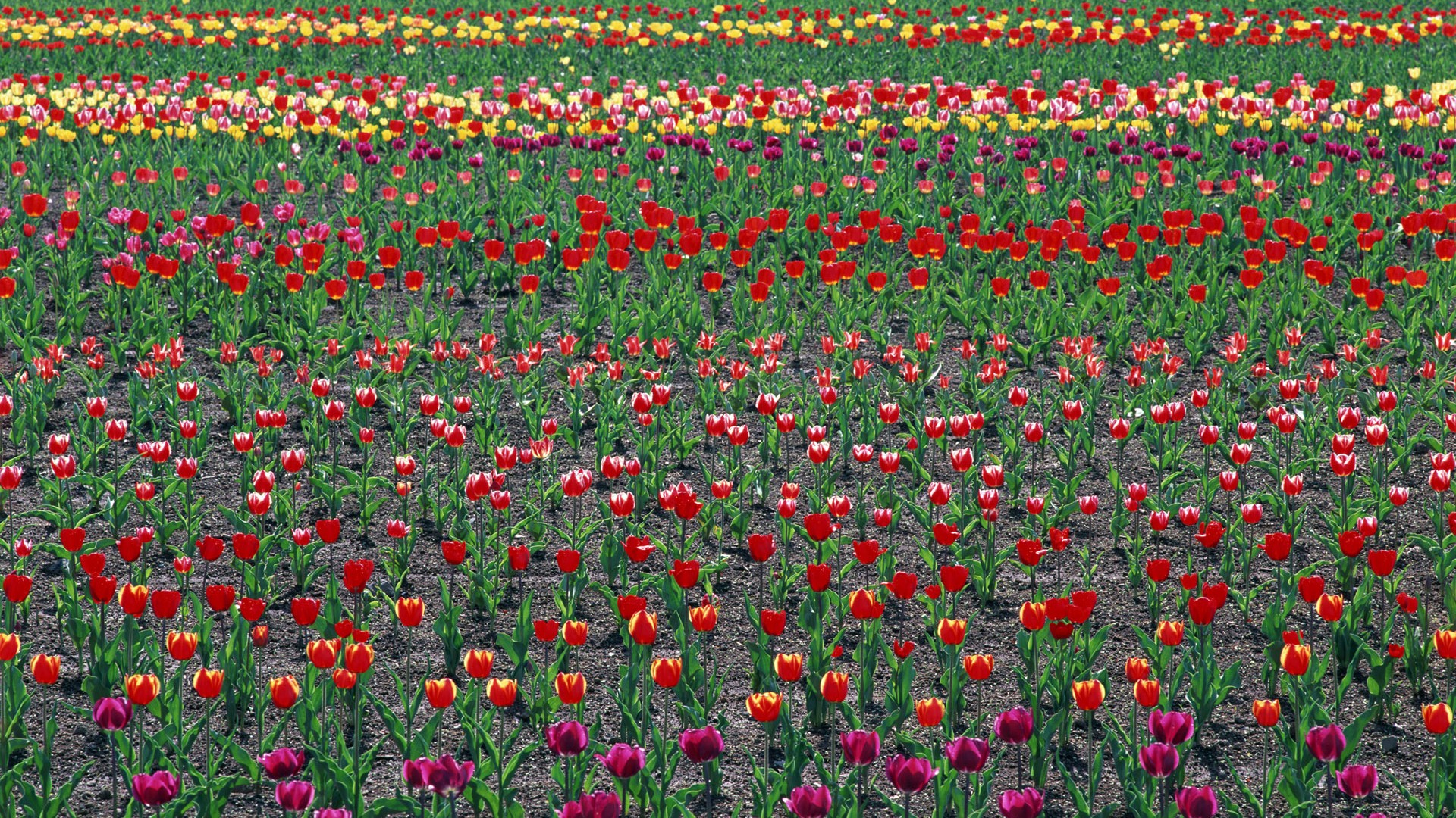 Tulip HD Wallpapers Album #18 - 1920x1080