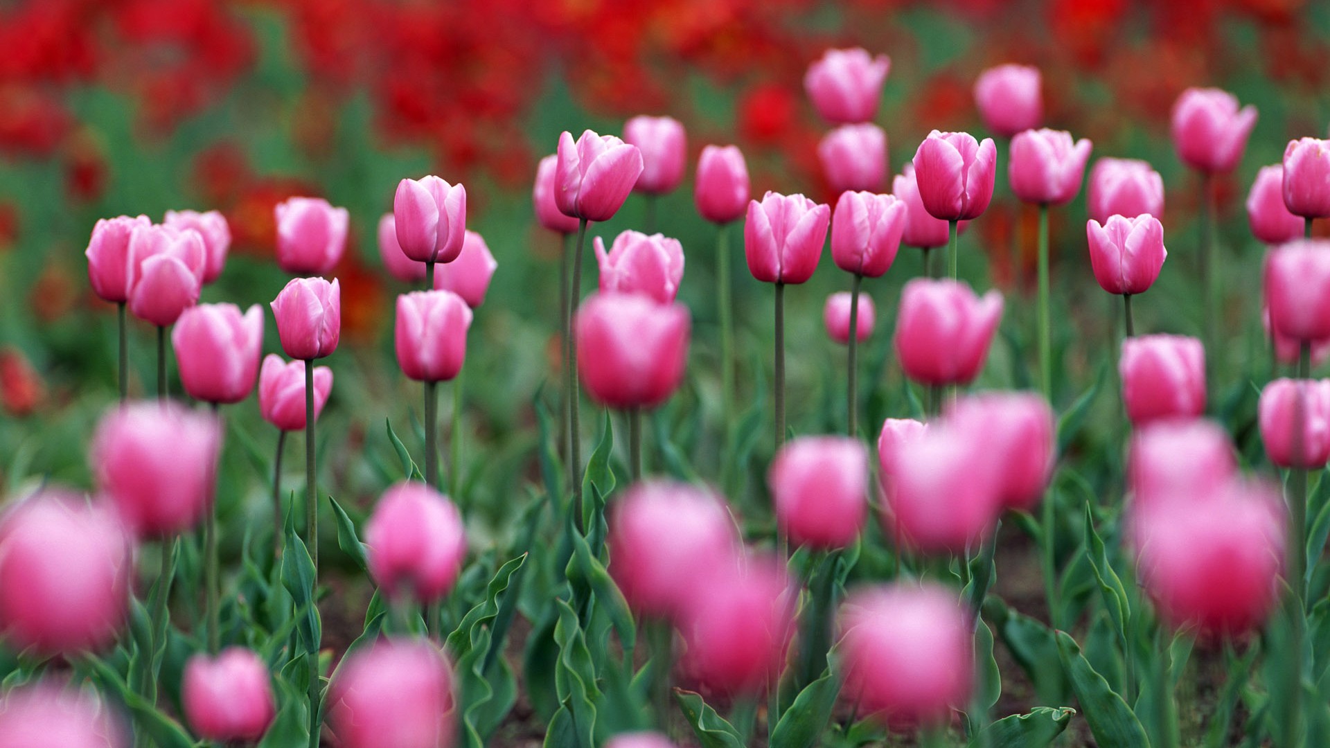 Tulip HD Wallpapers Album #20 - 1920x1080