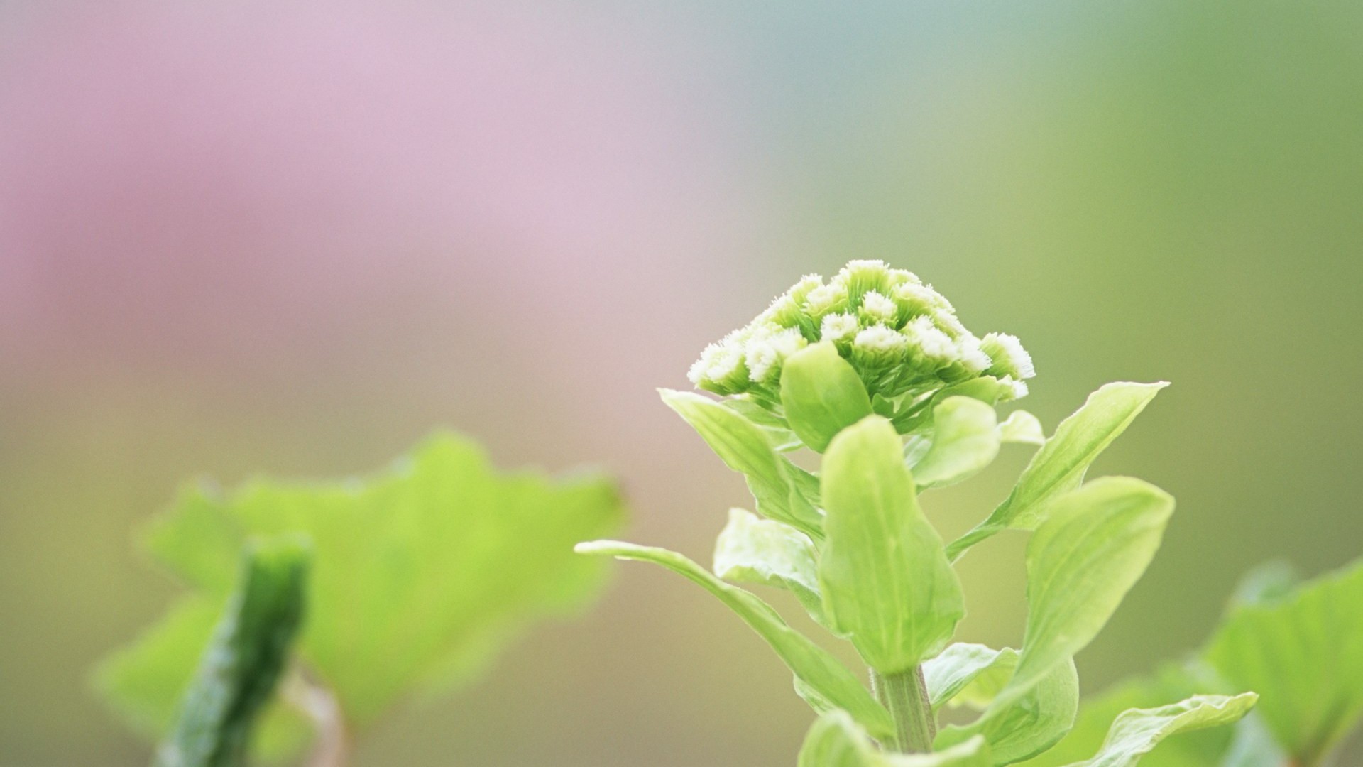 Fresh green leaf wallpaper (1) #2 - 1920x1080