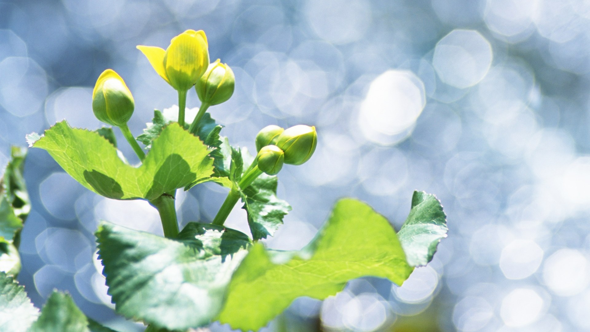 Fresh green leaf wallpaper (1) #11 - 1920x1080