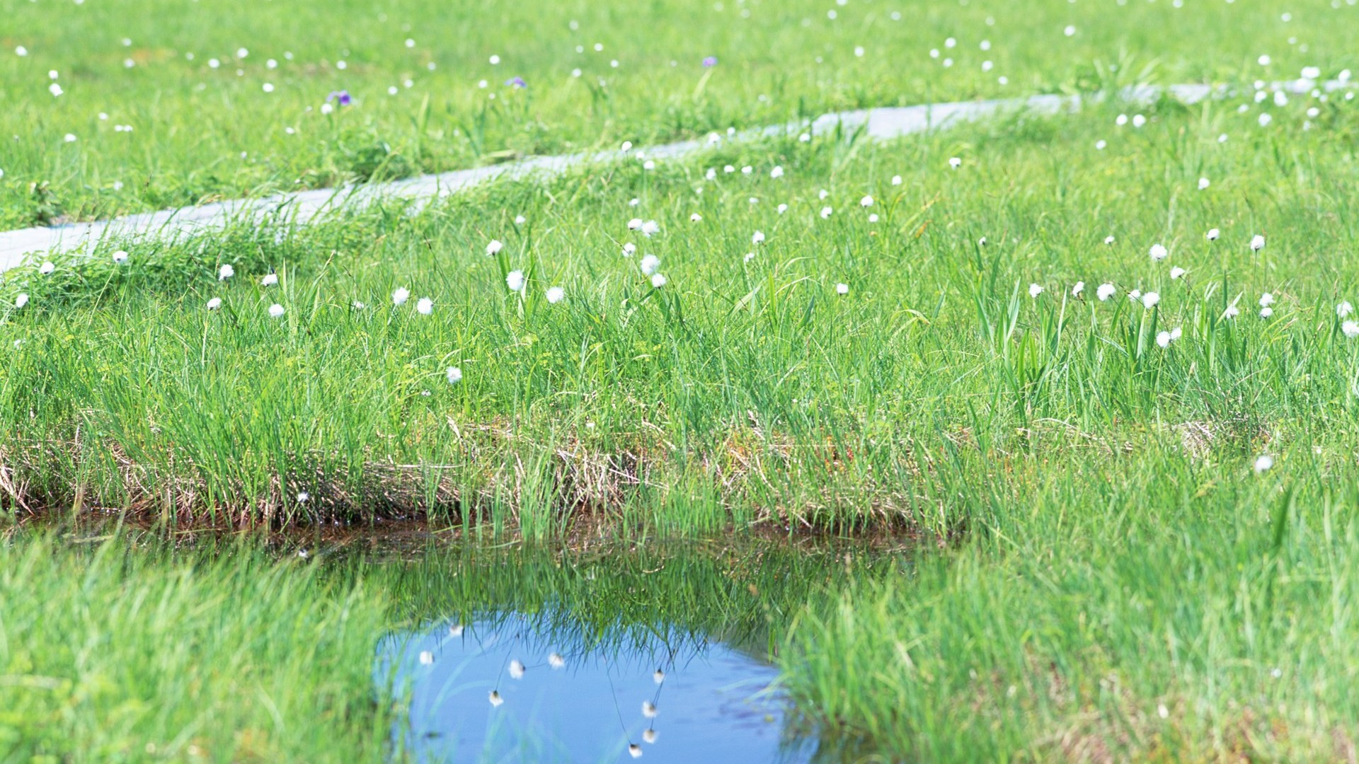 Fond d'écran frais feuille verte (1) #17 - 1920x1080