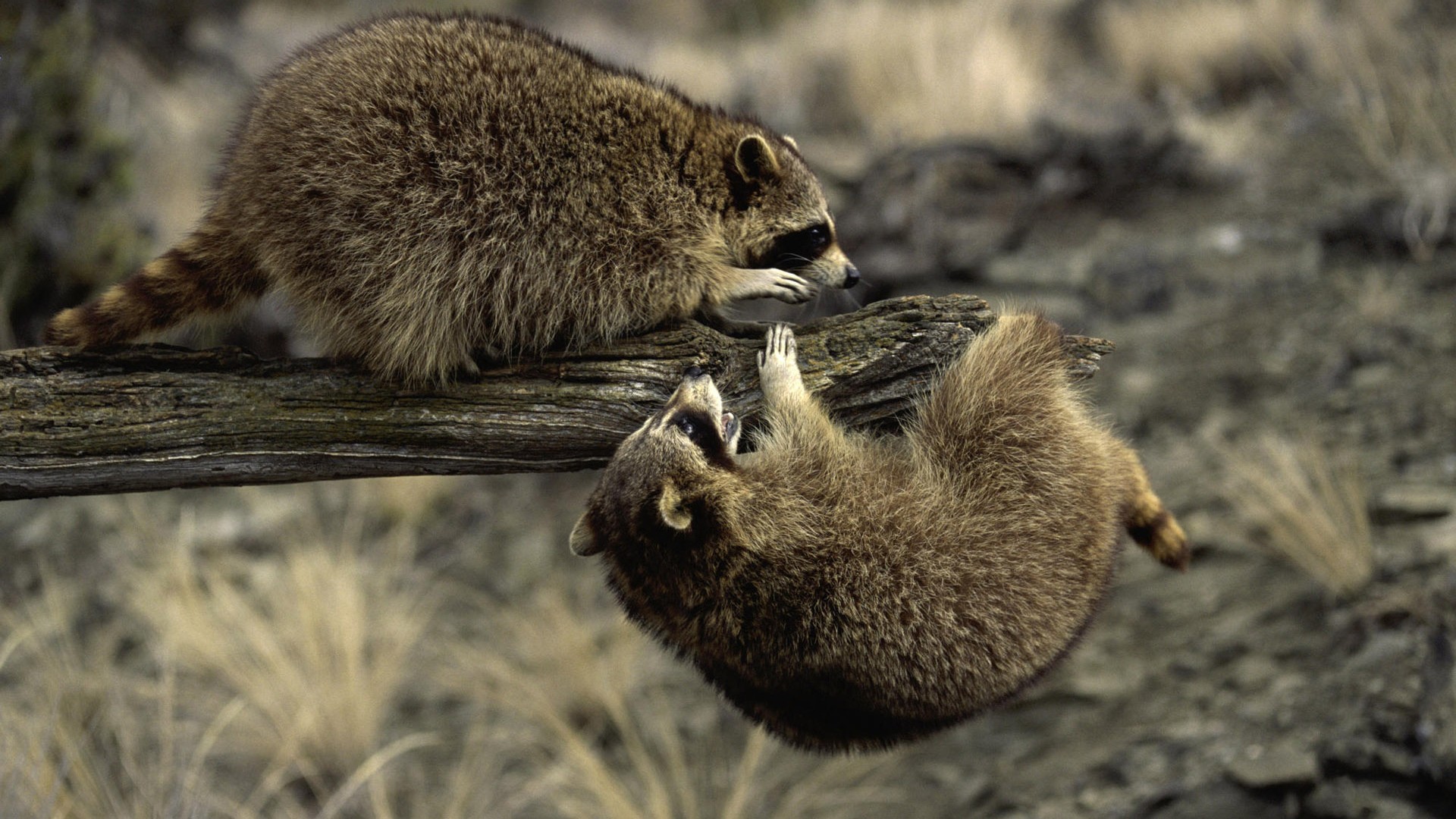 Colección HD Fondos de Animales (2) #15 - 1920x1080